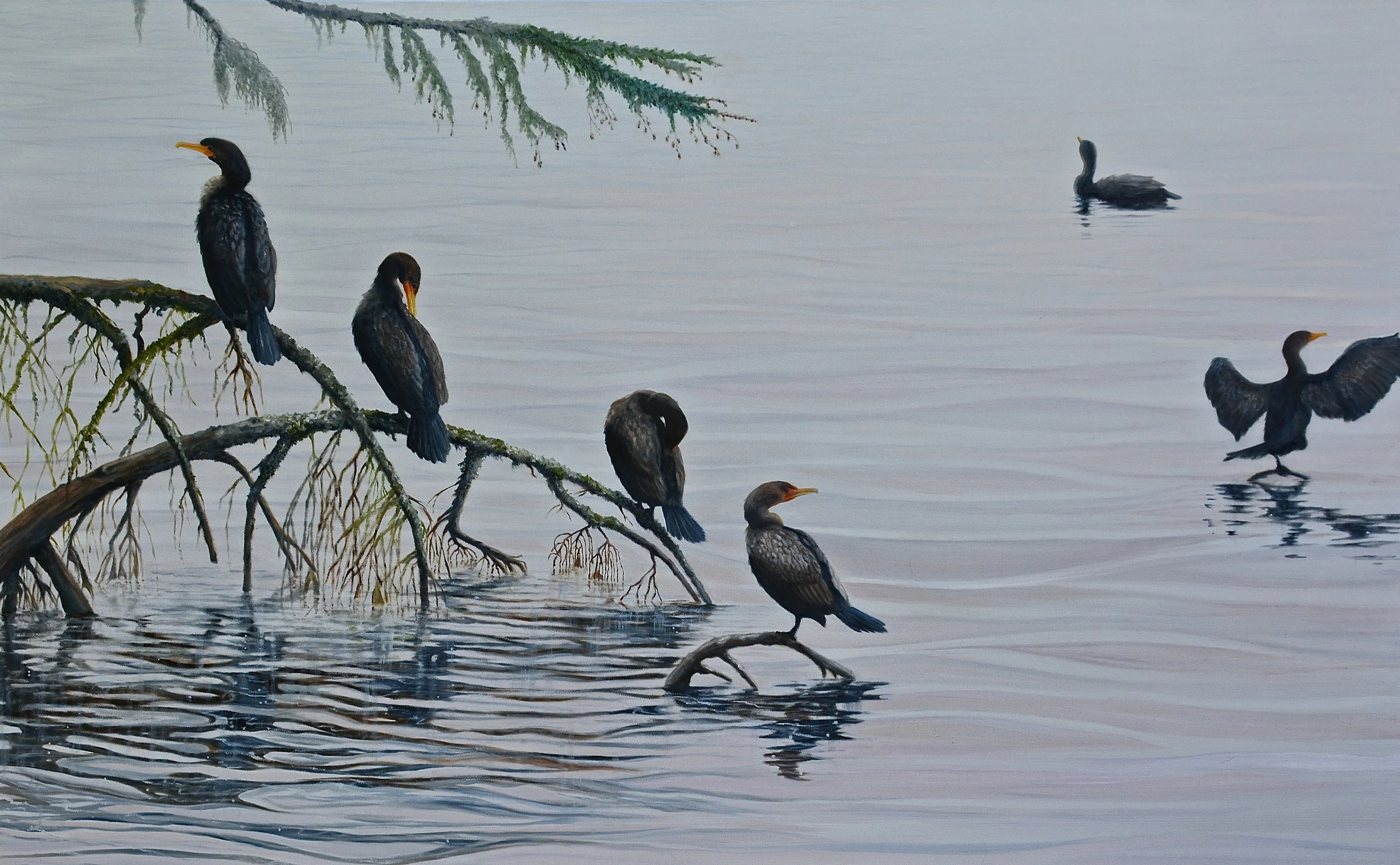 Lakeshore - Double Crested Cormorant