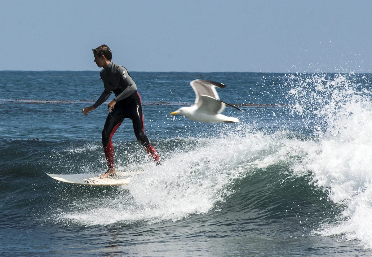 Surf Bird.jpg