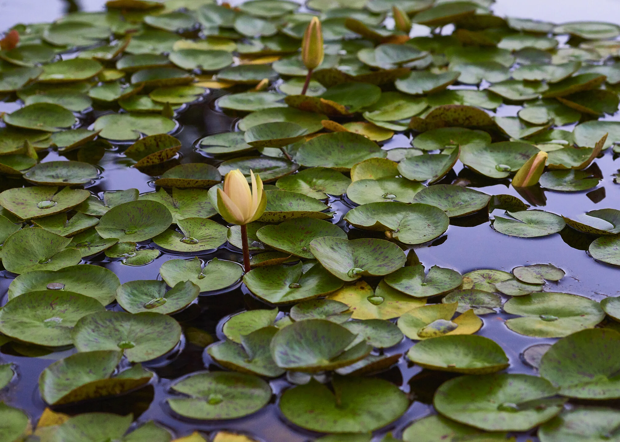 Lily Pads.jpg
