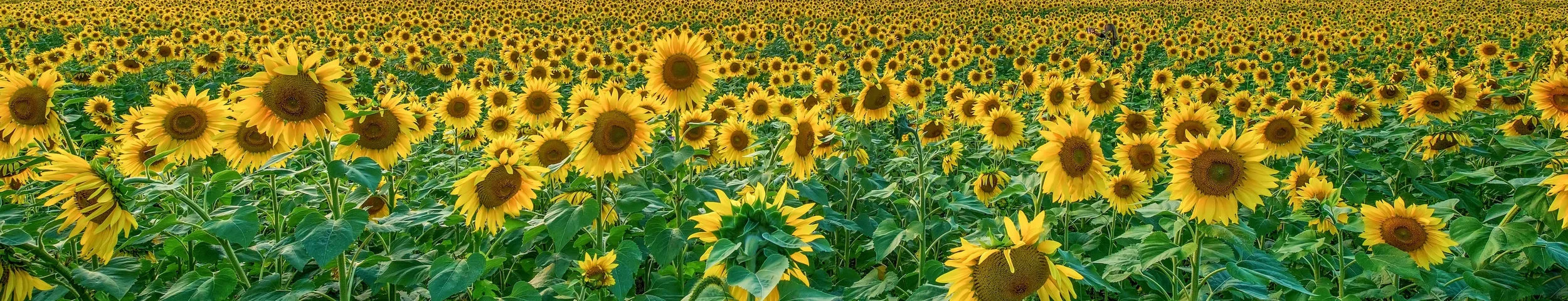 16_SF Field Quote_strip.jpg