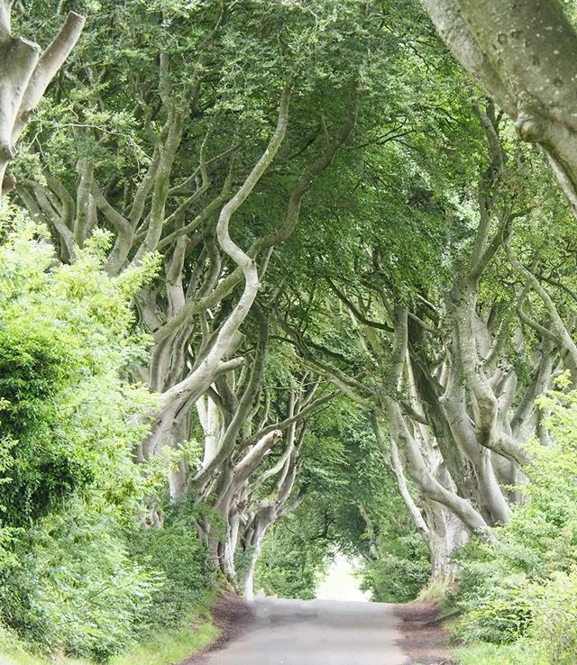 Another iconic site in #northernireland but, if you don&rsquo;t know where to find it - you may miss it!! #darkhedges #darkhedgesnorthernireland @discoverni @northernirelnd @ireland_travel