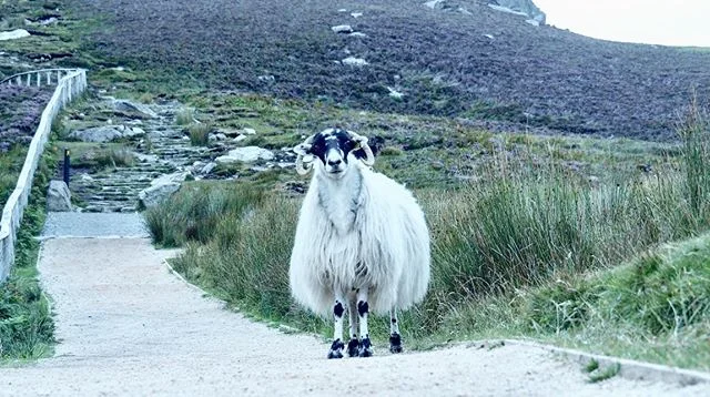 Hello Ireland 🇮🇪 By far one of our favorite destinations: #slieveleague #discoverireland @tourismireland @ireland_travel #sheep