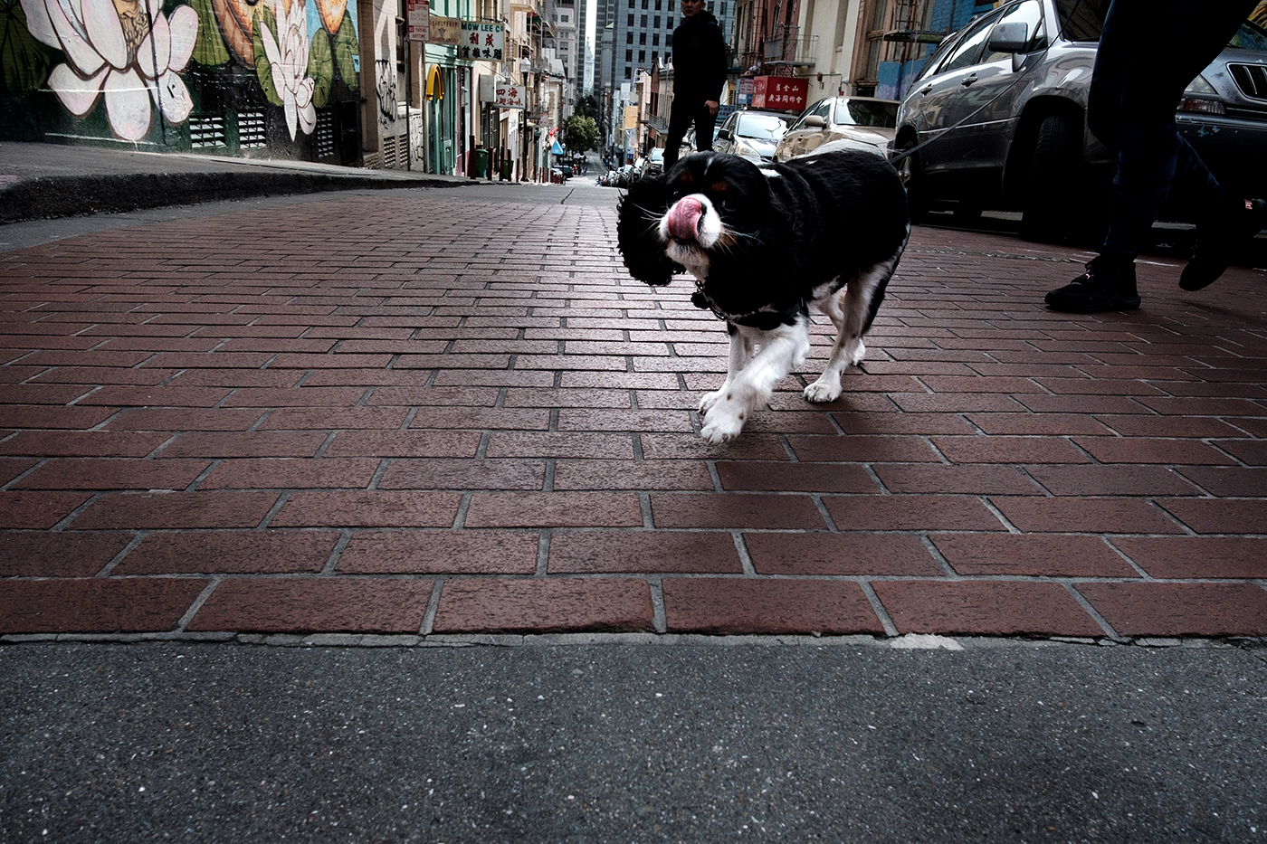 licking-david-mullin.jpg