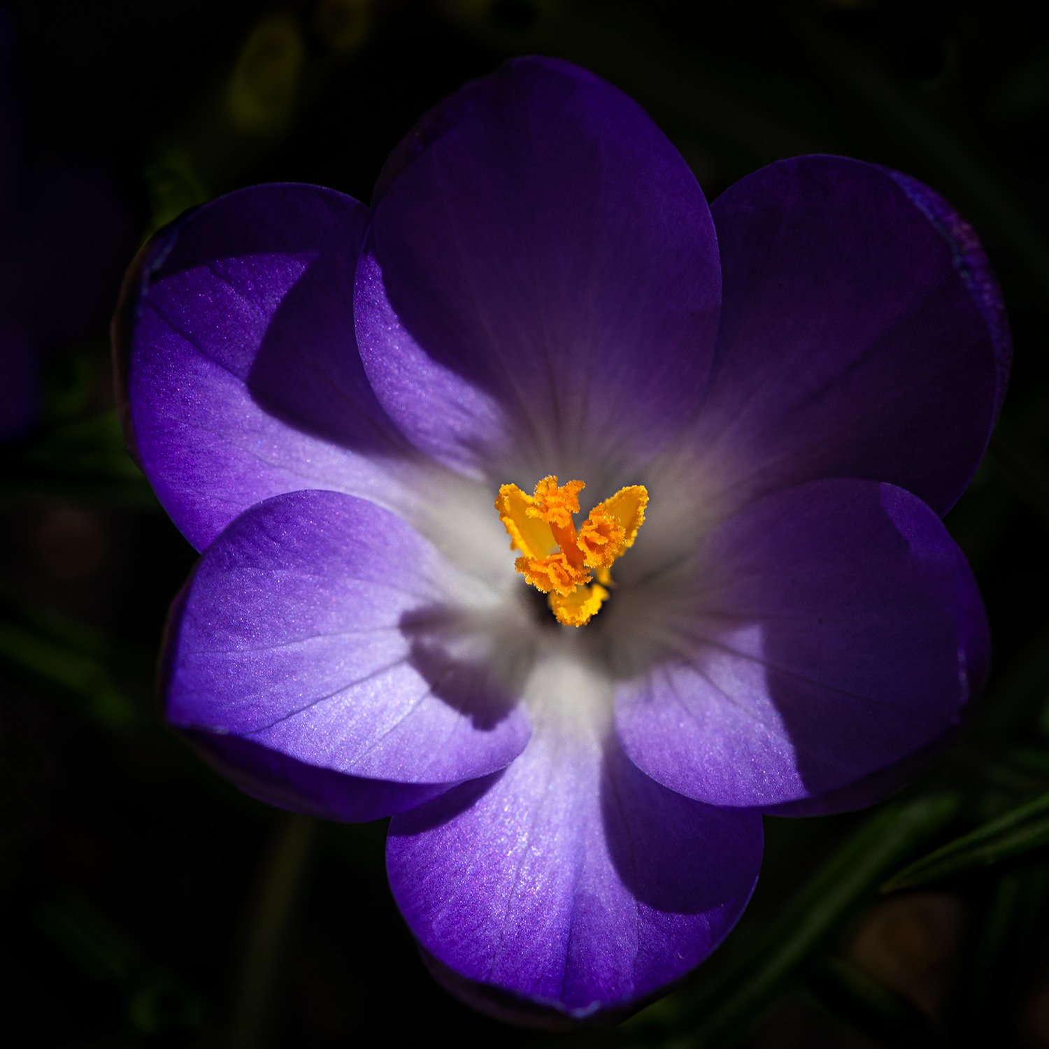 crocus-david-mullin.jpg