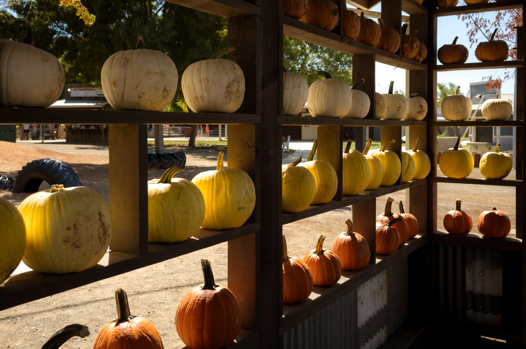 Wheatland - Bishop’s Pumpkin Farm