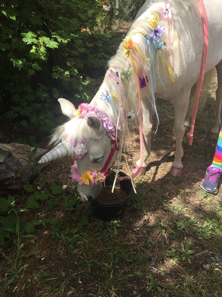 Unicorn Party Sanford Family Farm Pony Rides Inc