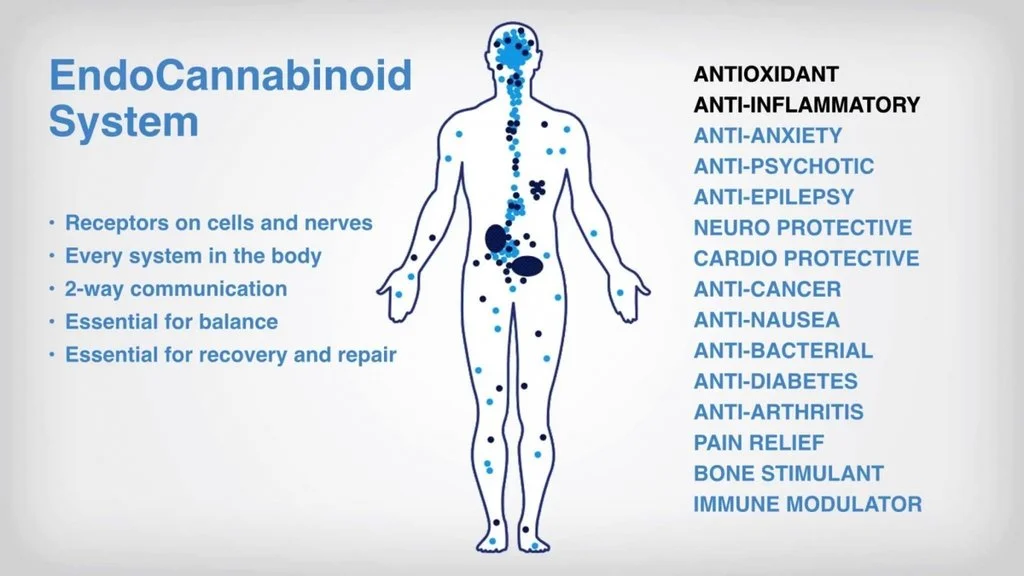 The Human Endocannabinoid System (ECS) — Periodic edibles