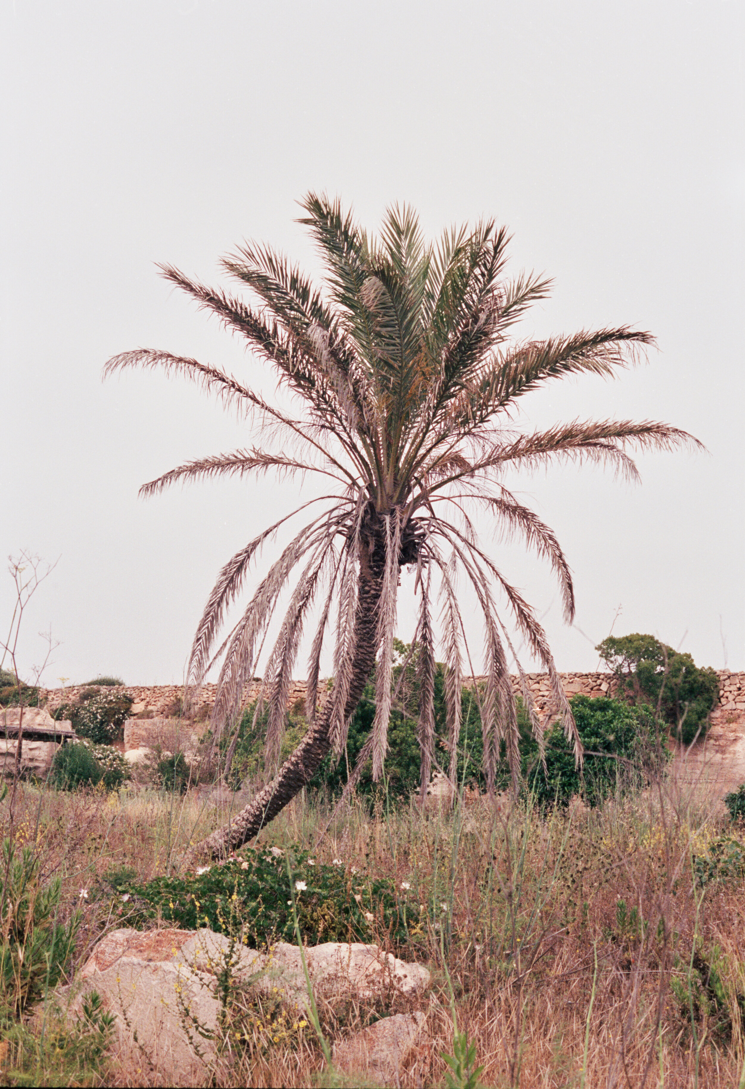 PALM_LARGE.jpg