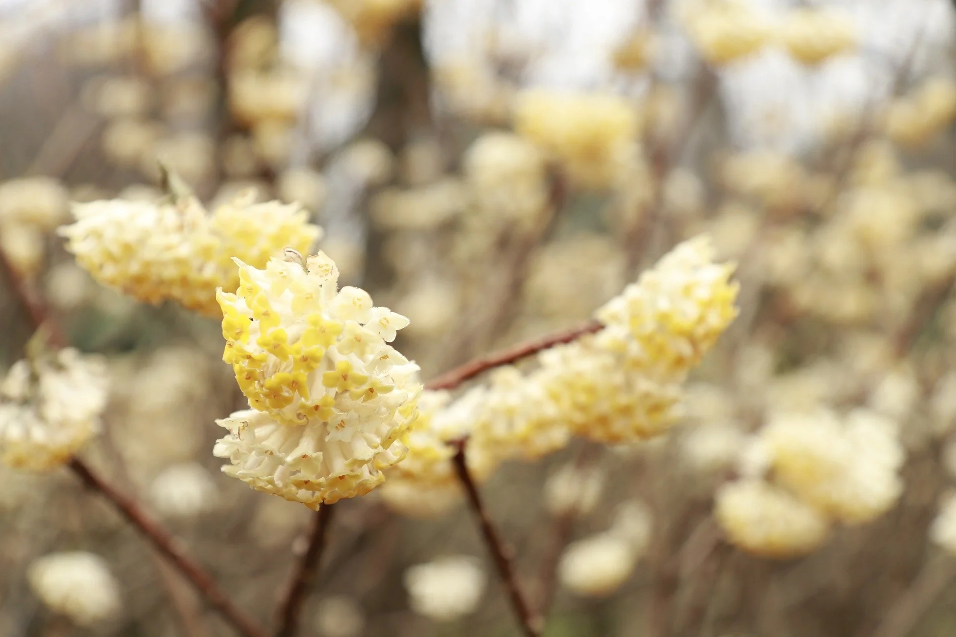 flowers-6188227_1920.jpg