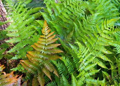 5-23-19-Autumn-fern-Brilliance-showing-color-of-new-foliage.jpg