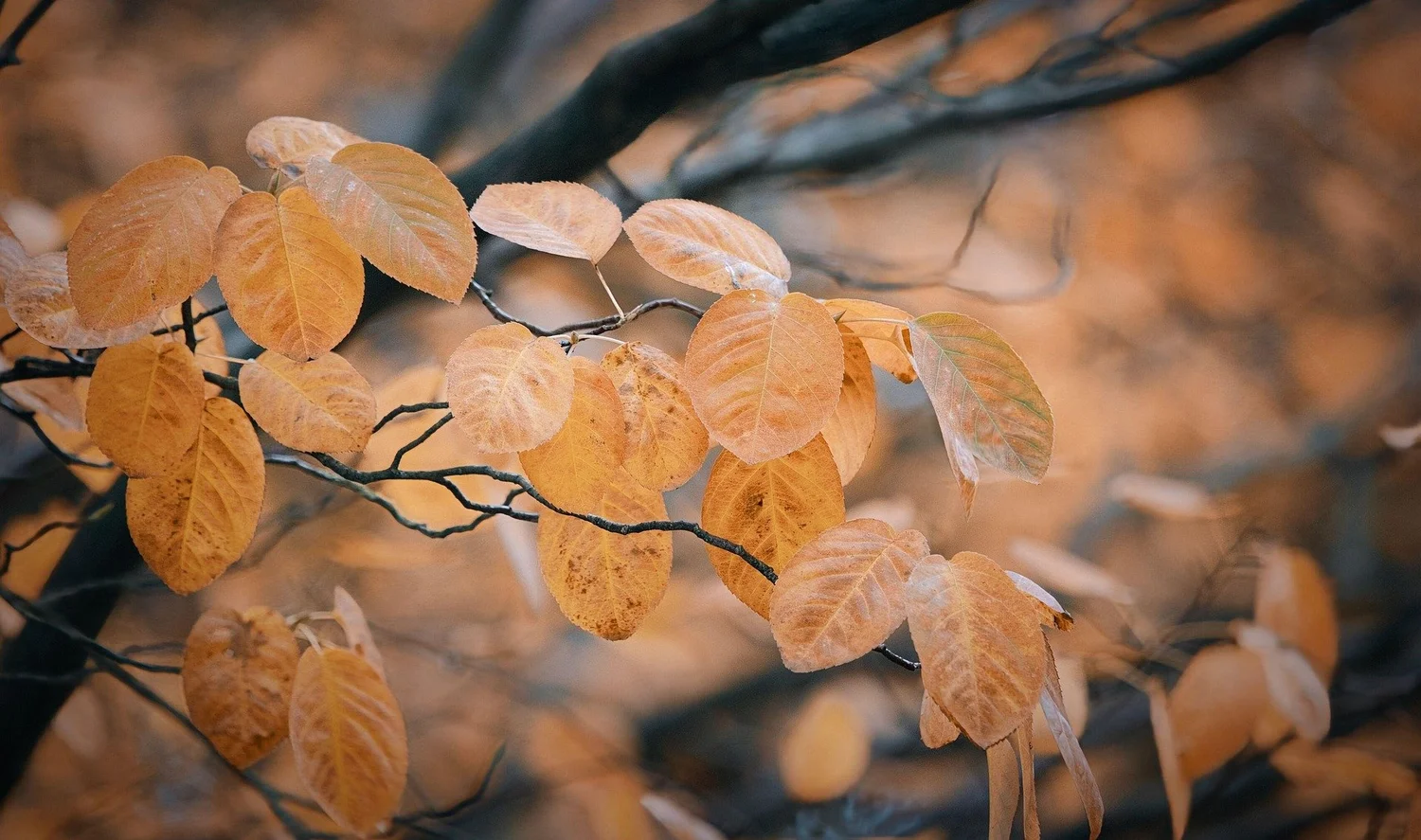 Ep. 342| The Best Native Trees and Shrubs for Fall Color