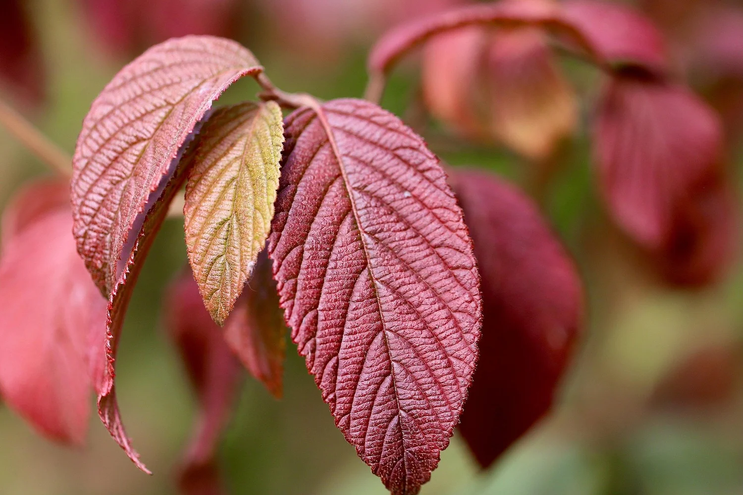 Ep. 343| Even More Plants for Glorious Fall Color