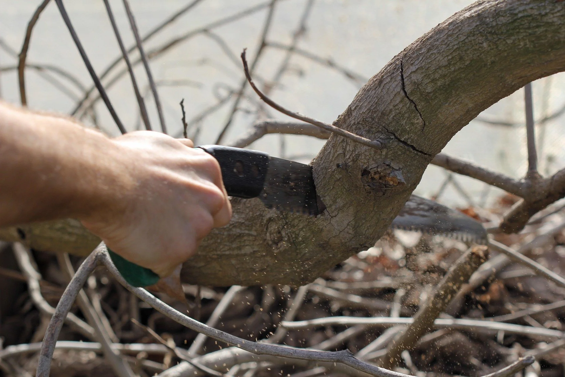Ep. 345| Cold Hardiness, Mulch Mistakes, and Pruning Problems