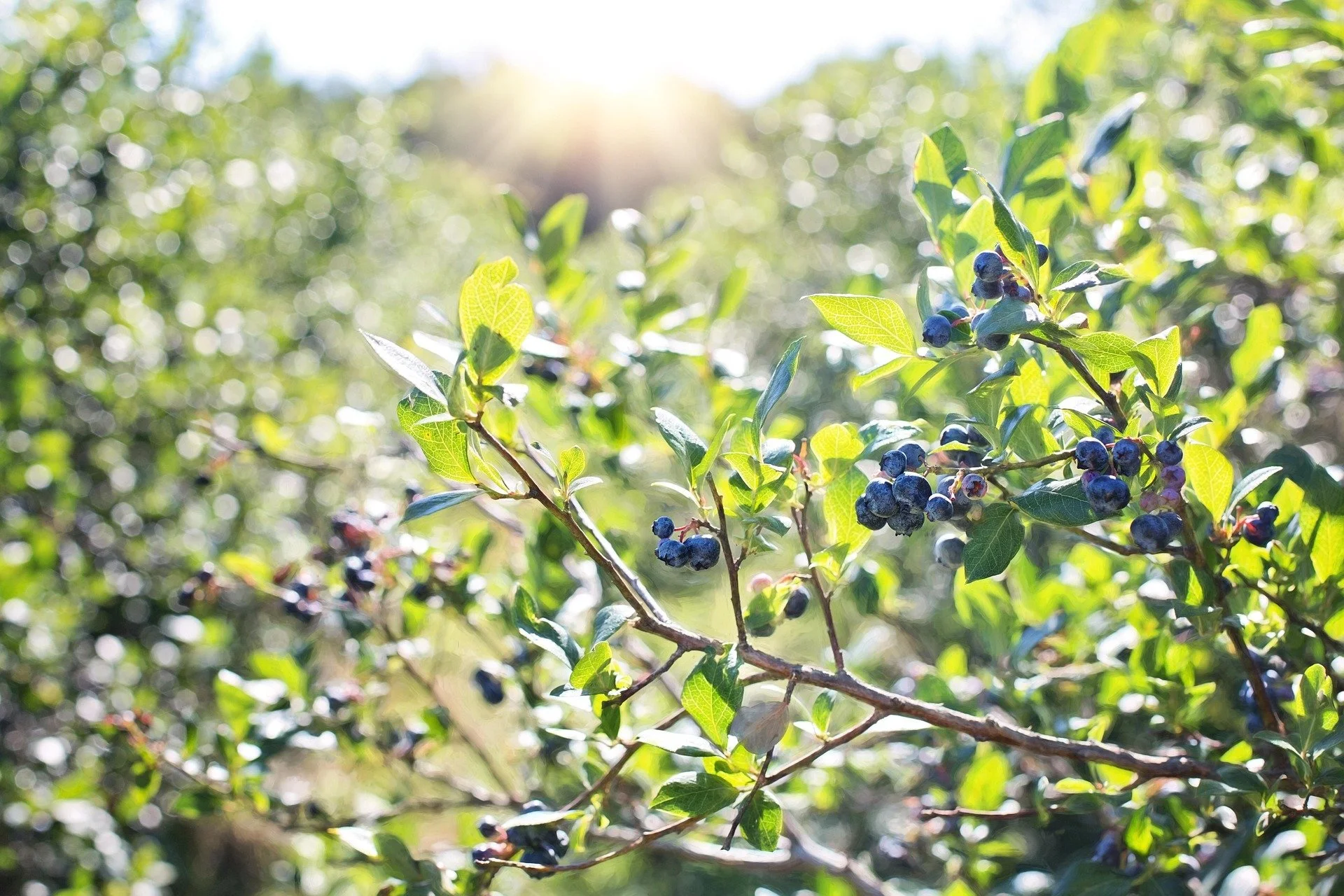 Ep. 346| New Blueberries, Bare-Root Planting, Dormant Oils, and Dividing Hellebore