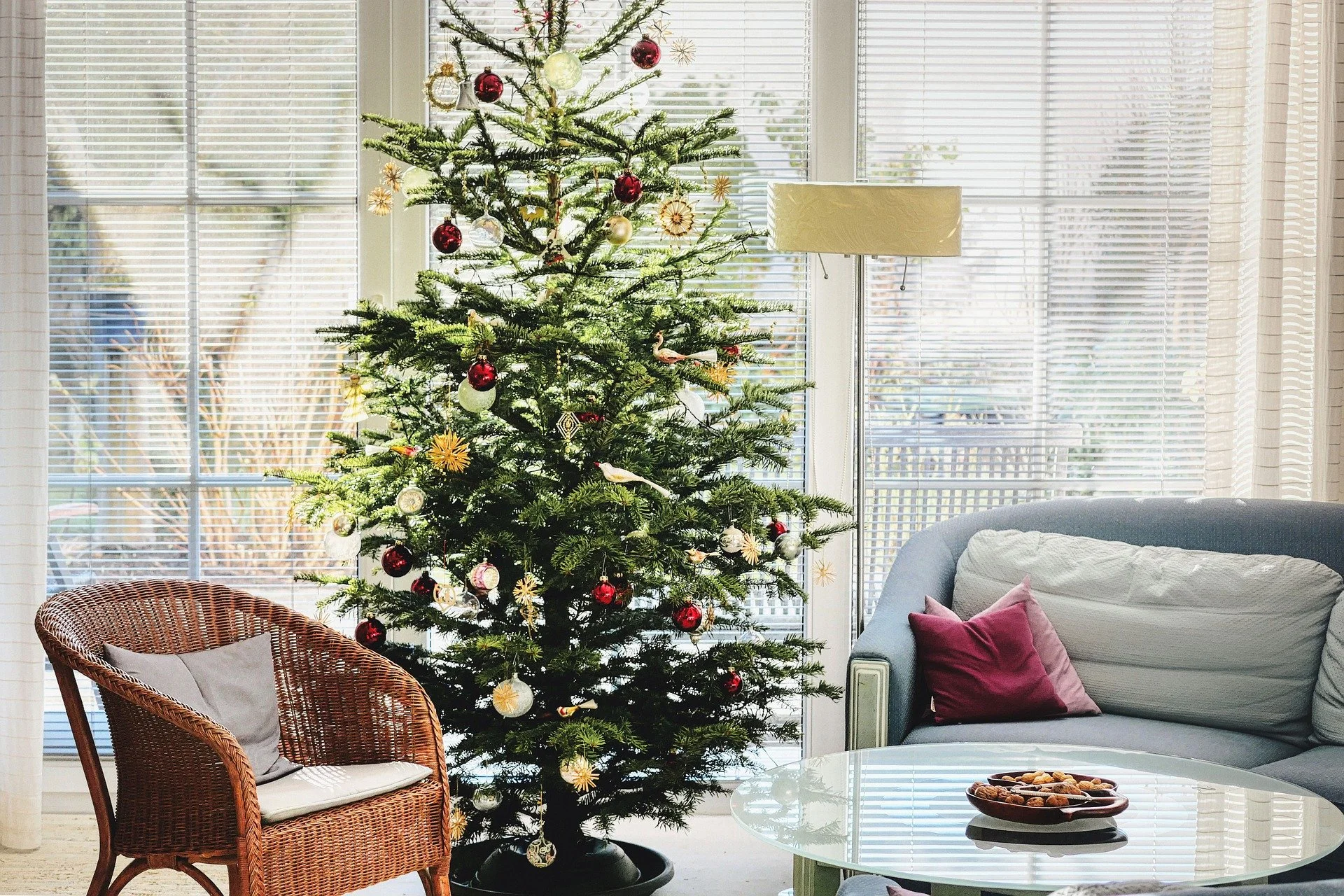 Ep. 347 | Christmas Trees and Evergreens
