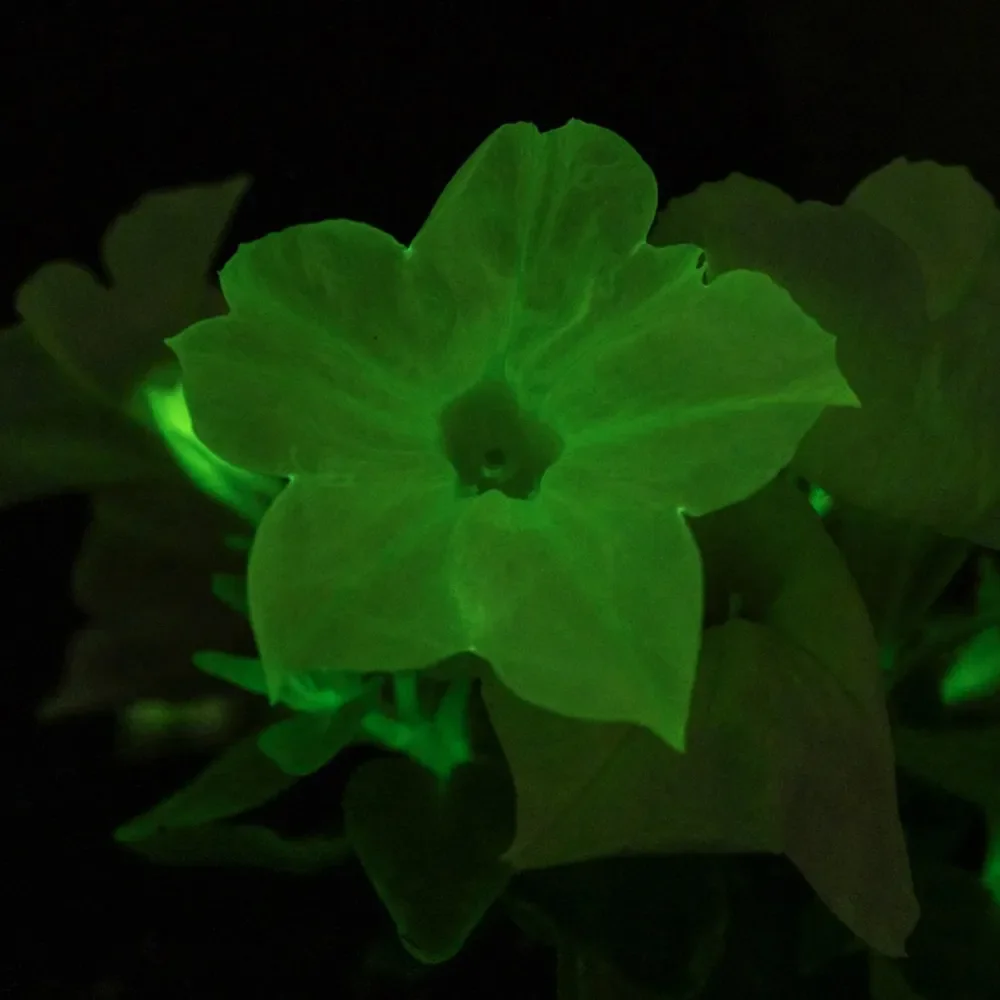 Ep. 353 | Glow-in-the-Dark Petunias and New Garden Styles for 2026