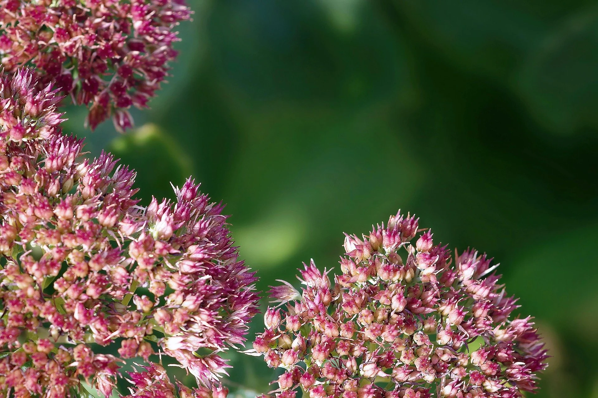 Ep. 361 | Brand New Perennials for 2026