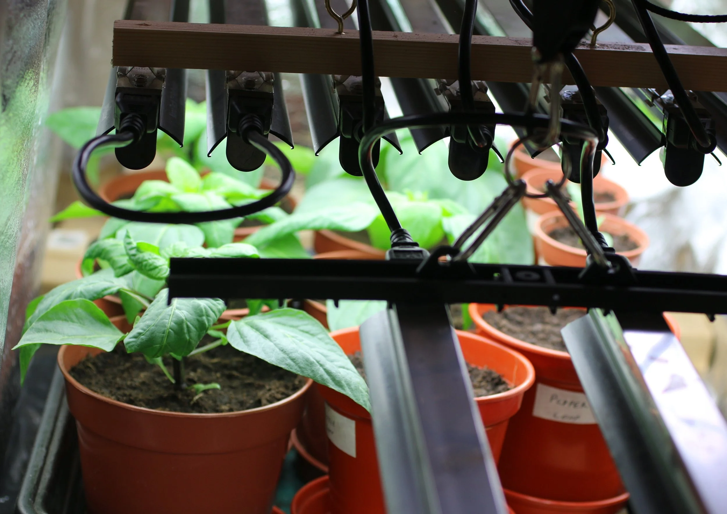 Ep. 362 | Top Tips for Starting Seeds Indoors