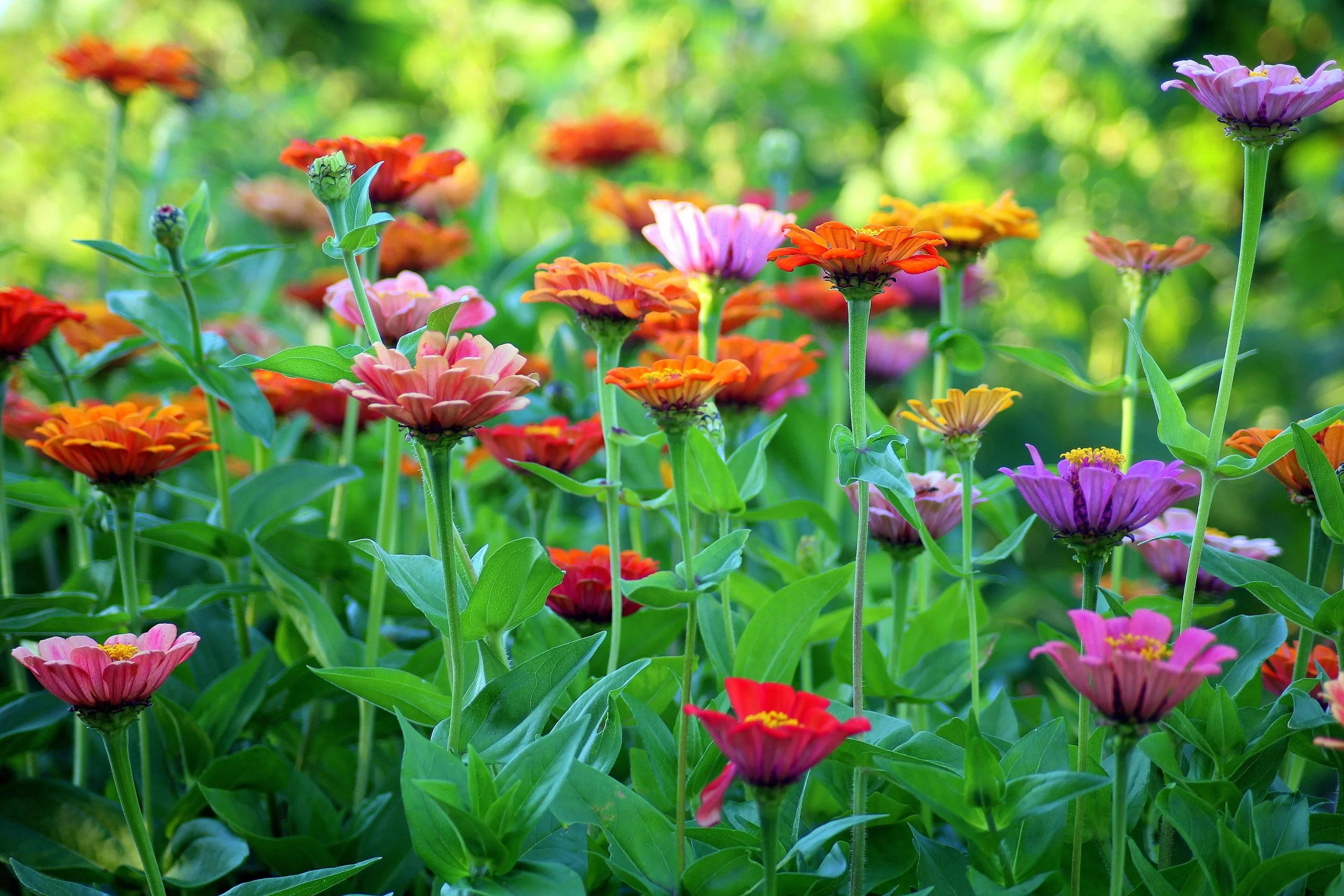 Ep. 363 | Easiest Annual Flowers to Start from Seed