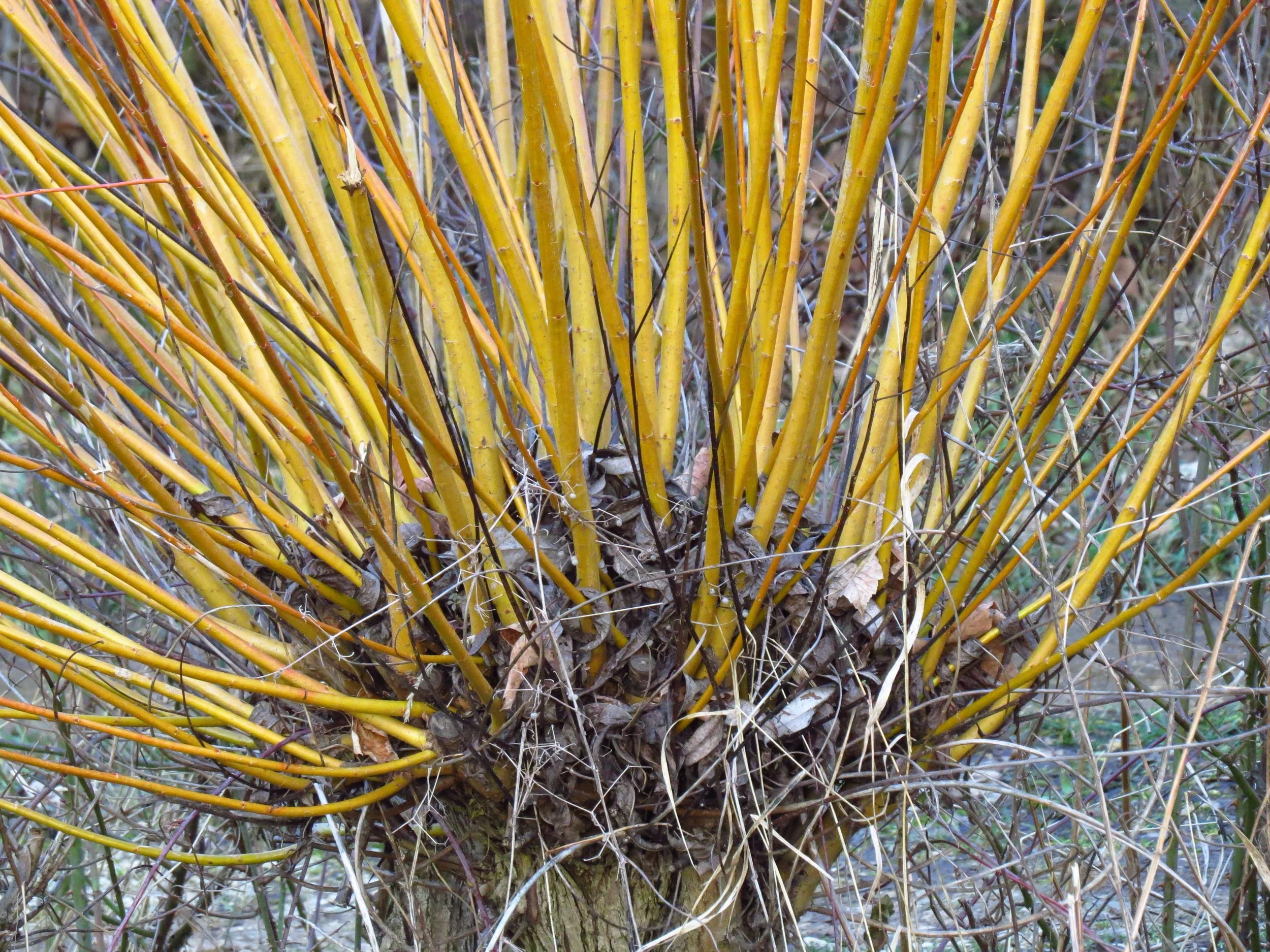 Ep. 364 | The Wonders of "Cutback" Shrubs