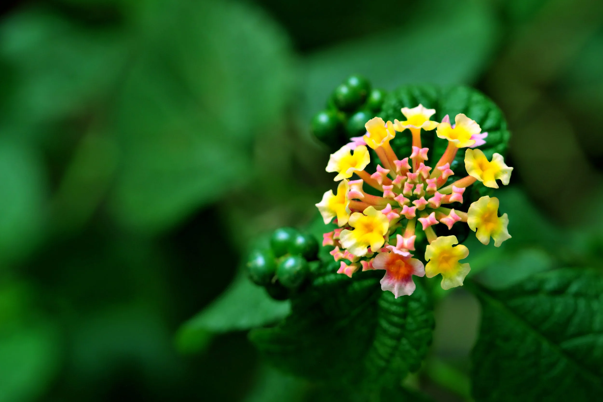 Ep. 367 | Welcome These New Plants to Your Hardiness Zone!
