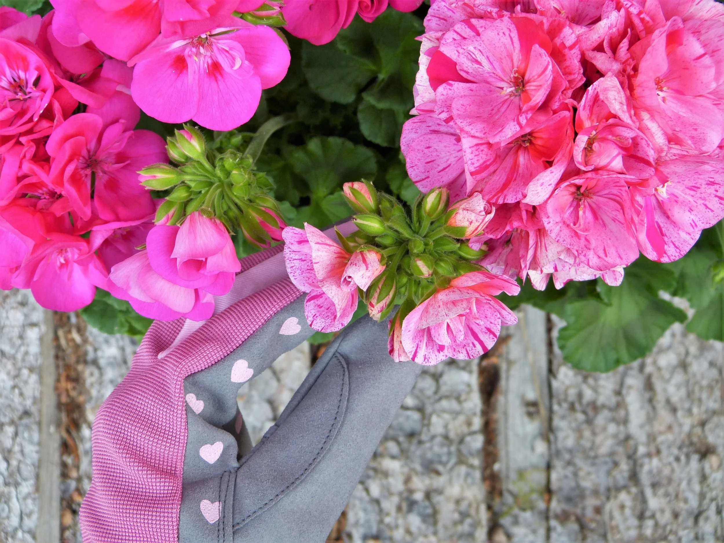 Ep. 368 | Feeding Your Plants, Responsibly