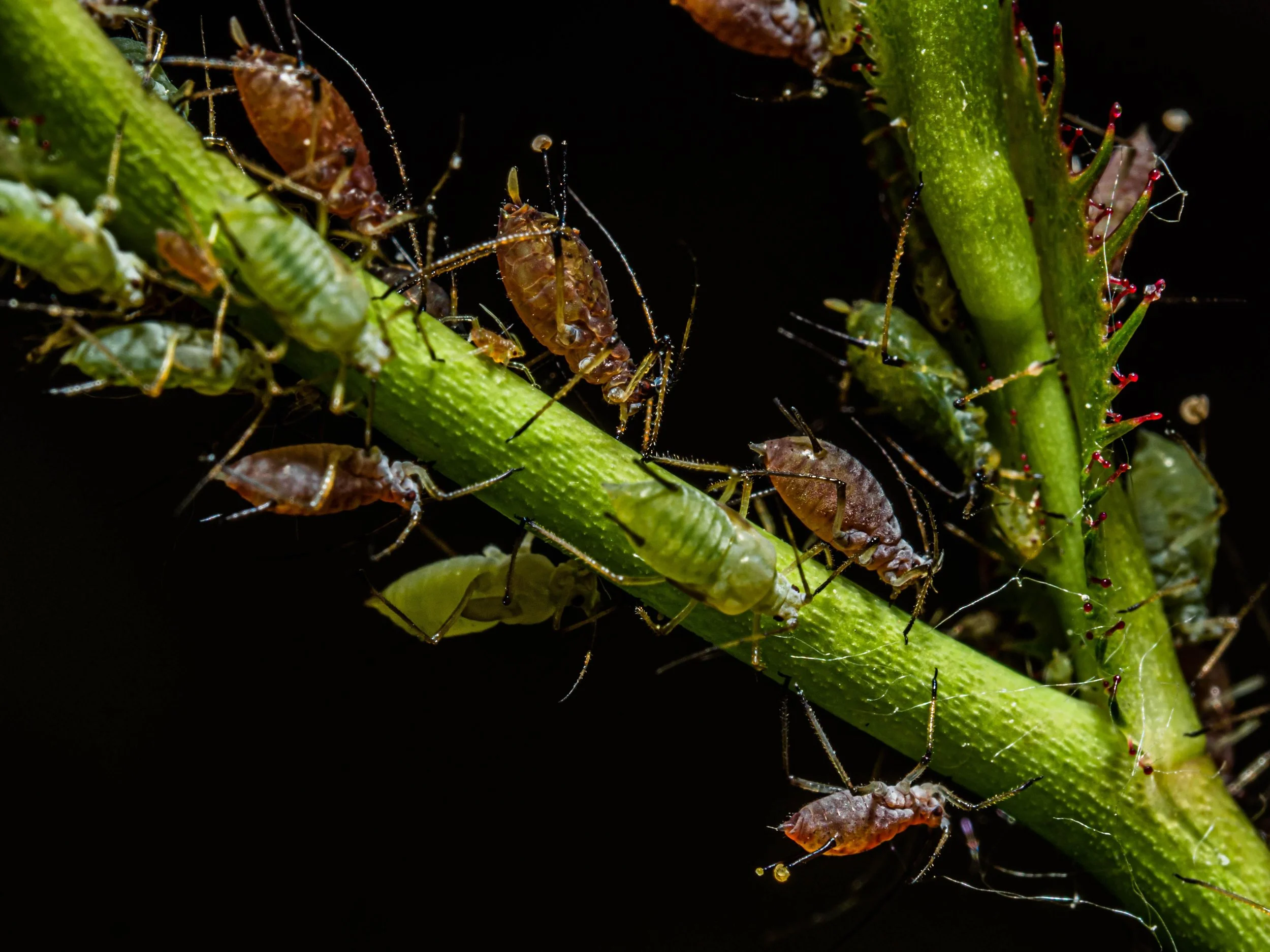 Ep. 369 | Controlling Insects Organically