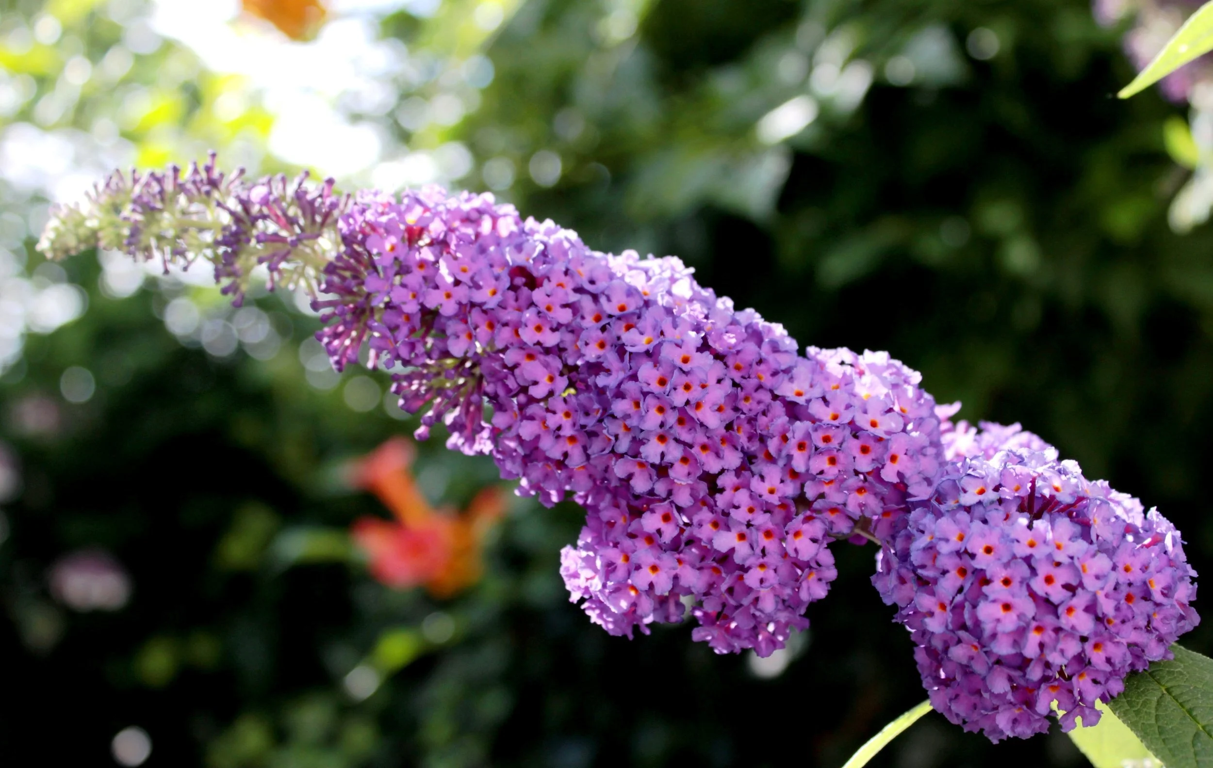 Ep. 371 | Growing Butterfly Bush, Responsibly