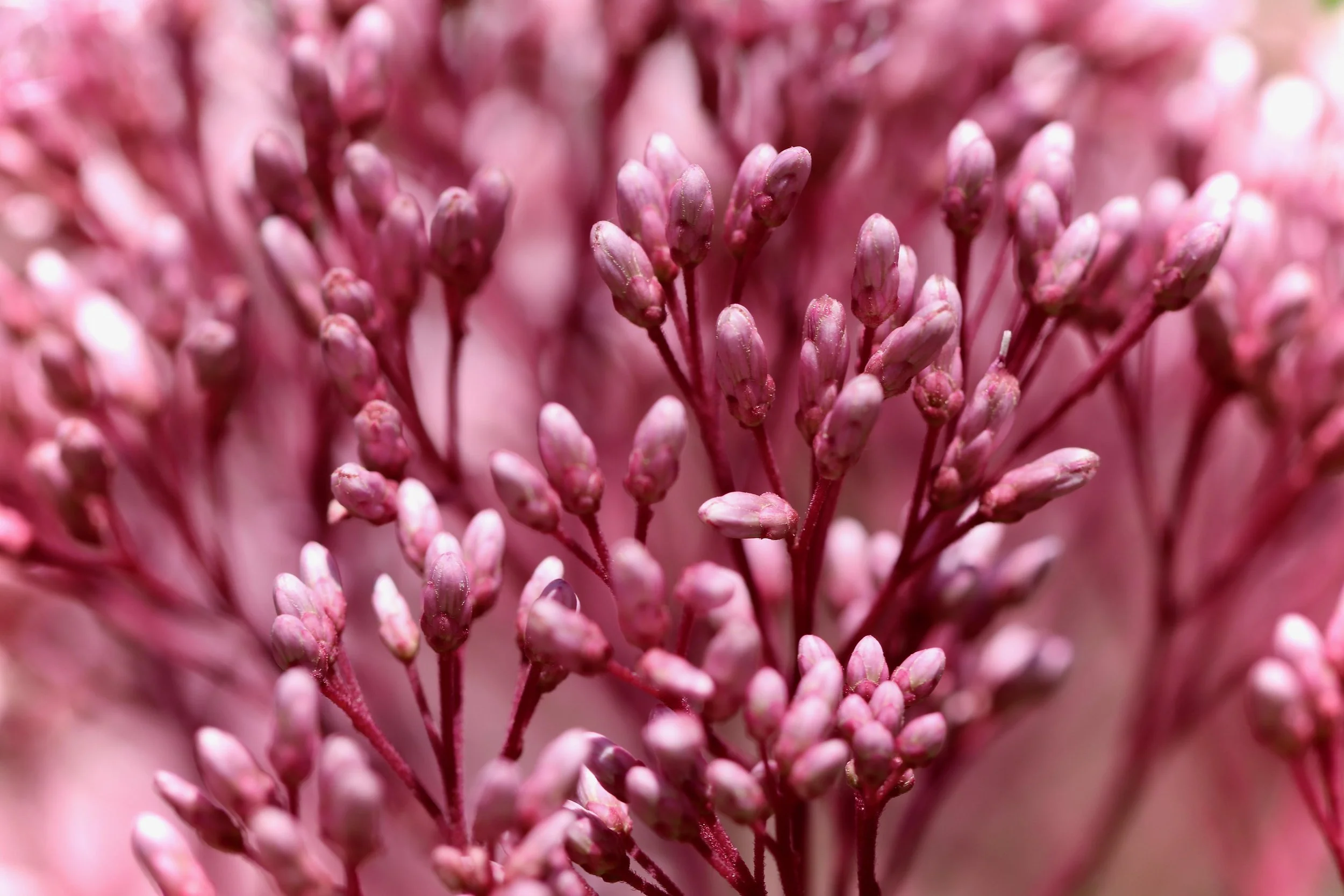 Ep. 372 | Nathan's New Perennials | Part One