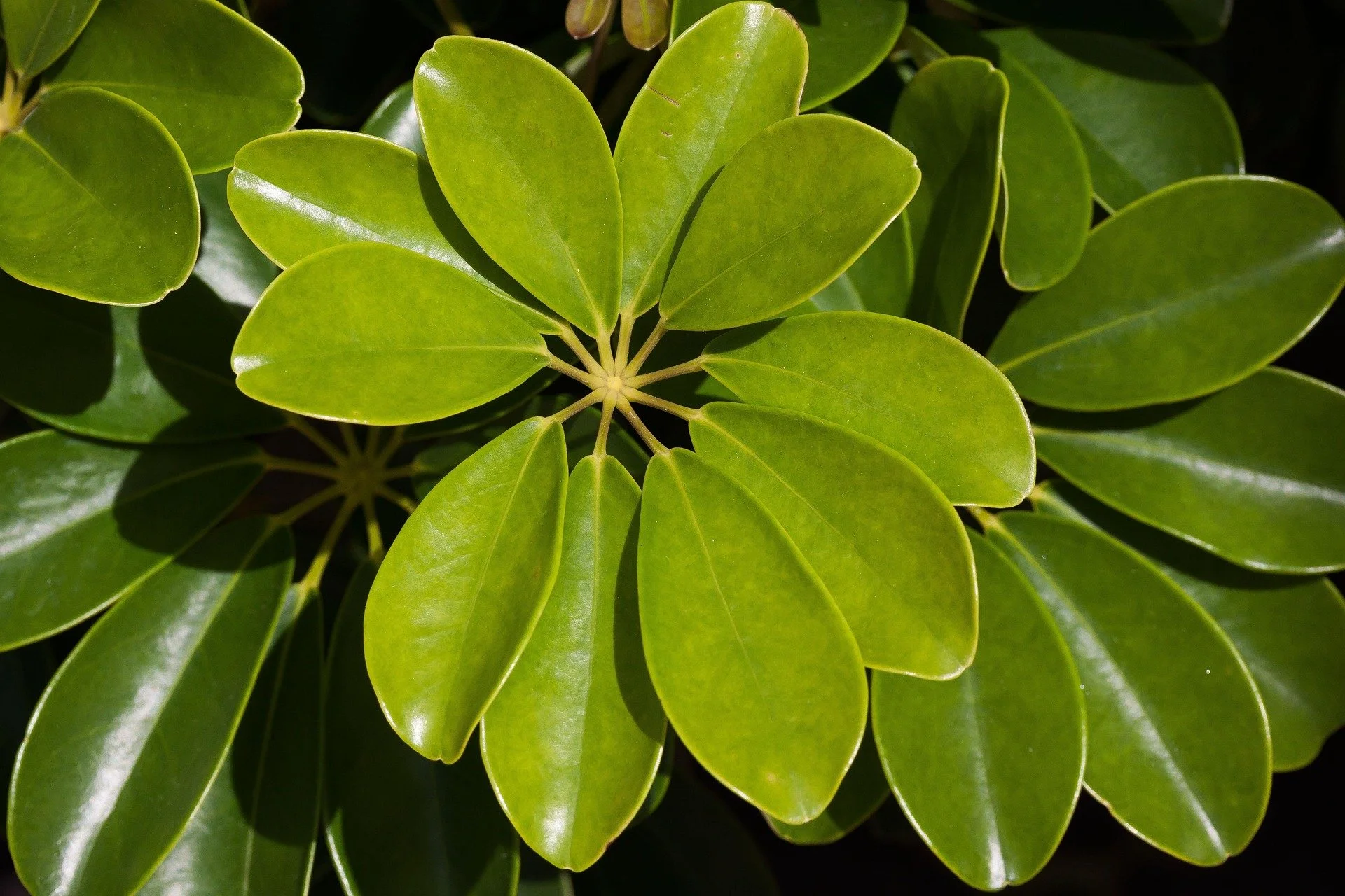 Ep. 374 | Easiest Houseplants, Easiest Hydrangeas, Easiest Vegetables