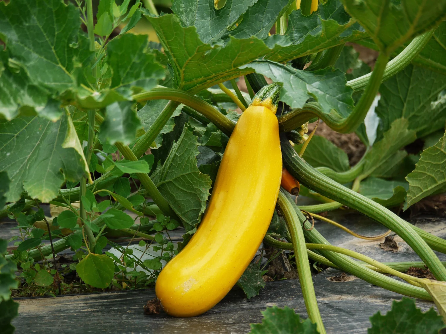 Ep. 375 | The Problems with Summer Veggies