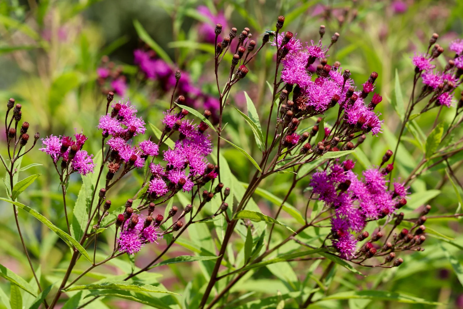 Ep. 378 | Late-Summer/Fall Blooming Perennials episode artwork