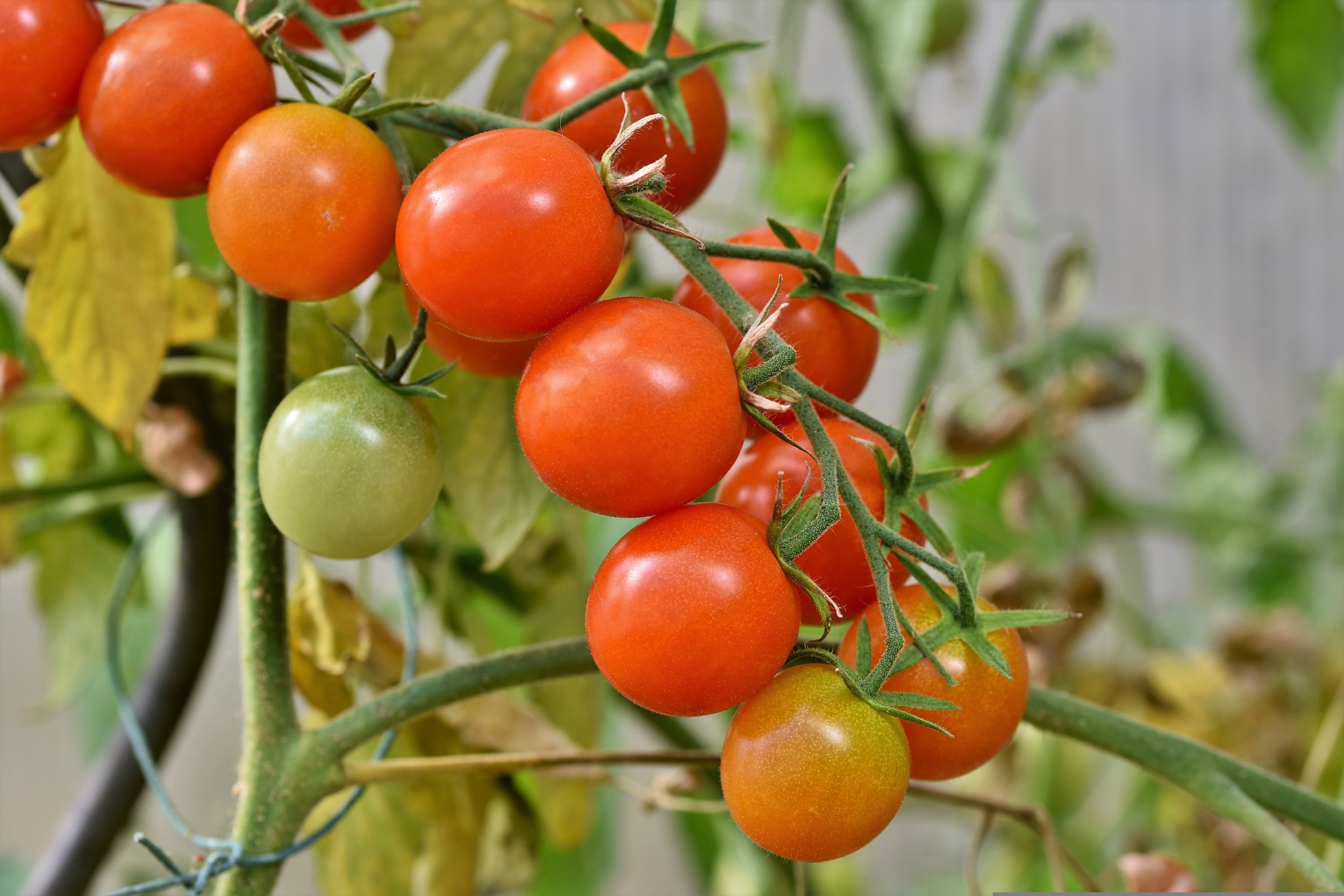 Ep. 379 | Tomato Tips, Summer Shrub Pruning, Deadheading and Dividing Perennials, and Watering in Summer