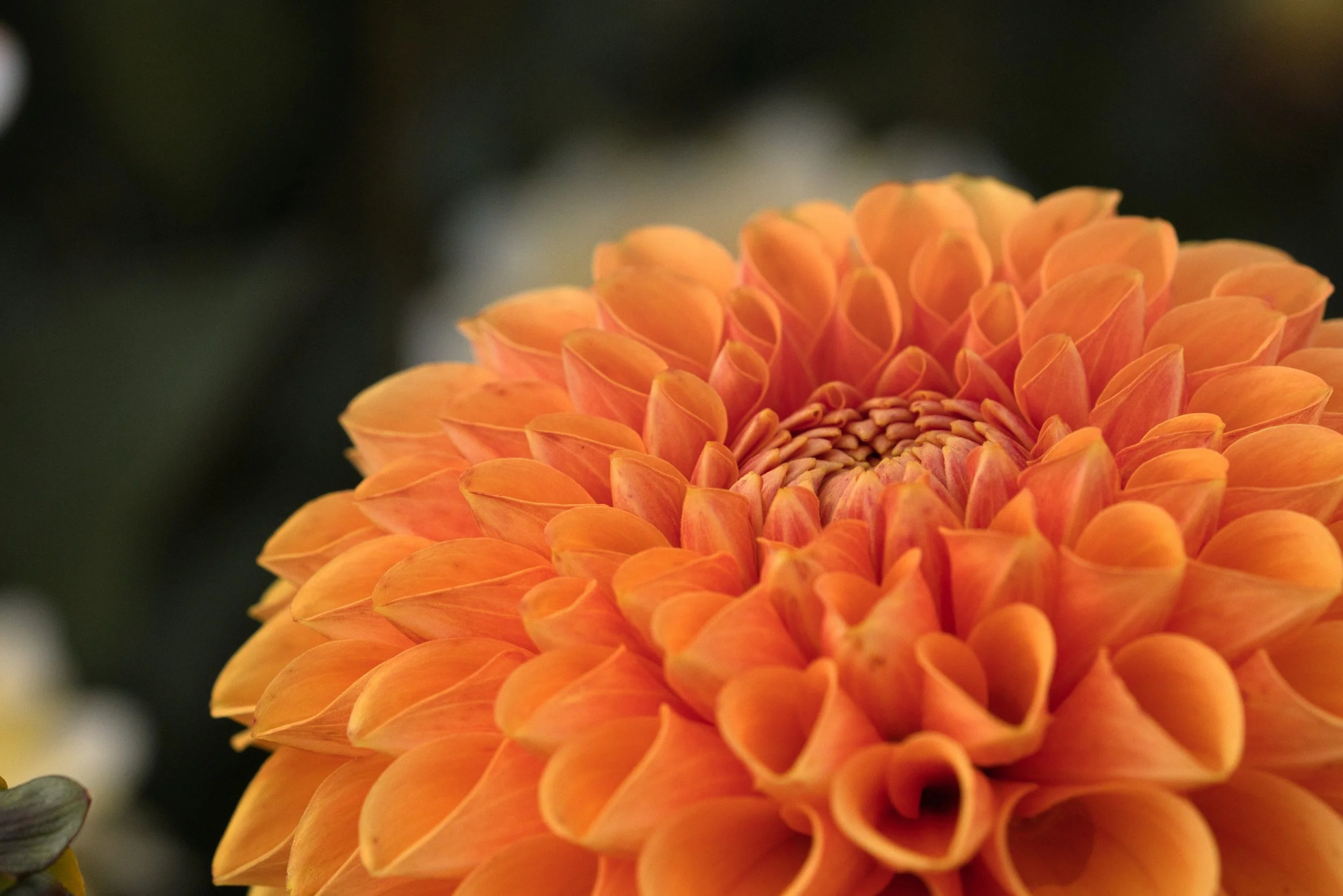 Ep. 382 | Lessons Our Gardens Teach