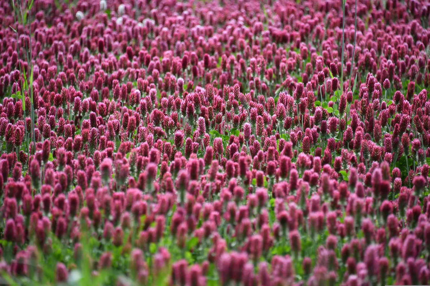 Ep. 386 | Fall Container Gardens, Late-Summer Pest Watch, and Winter Cover Crops