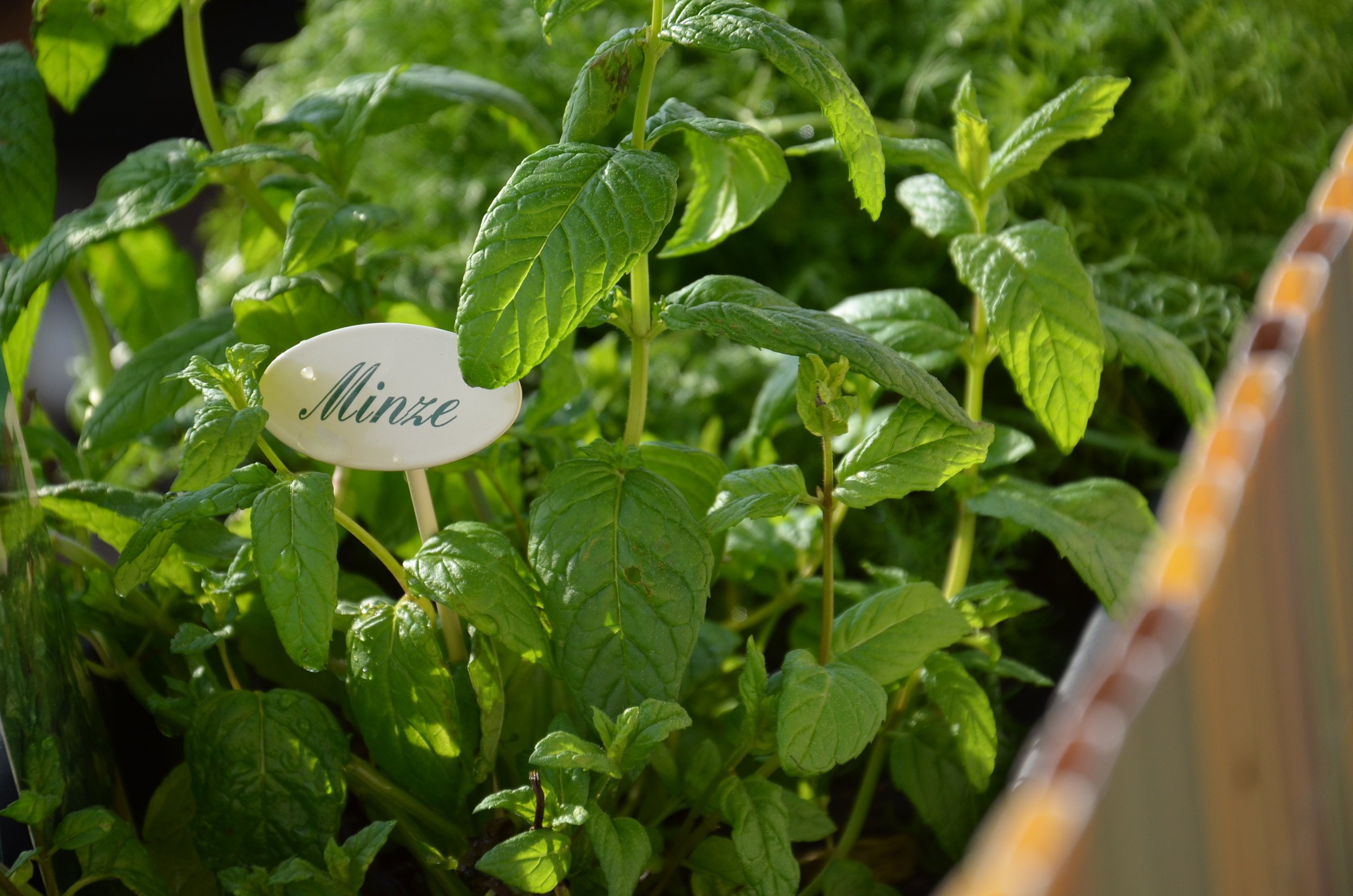 Ep. 388 | Growing Herbs in the Fall Garden