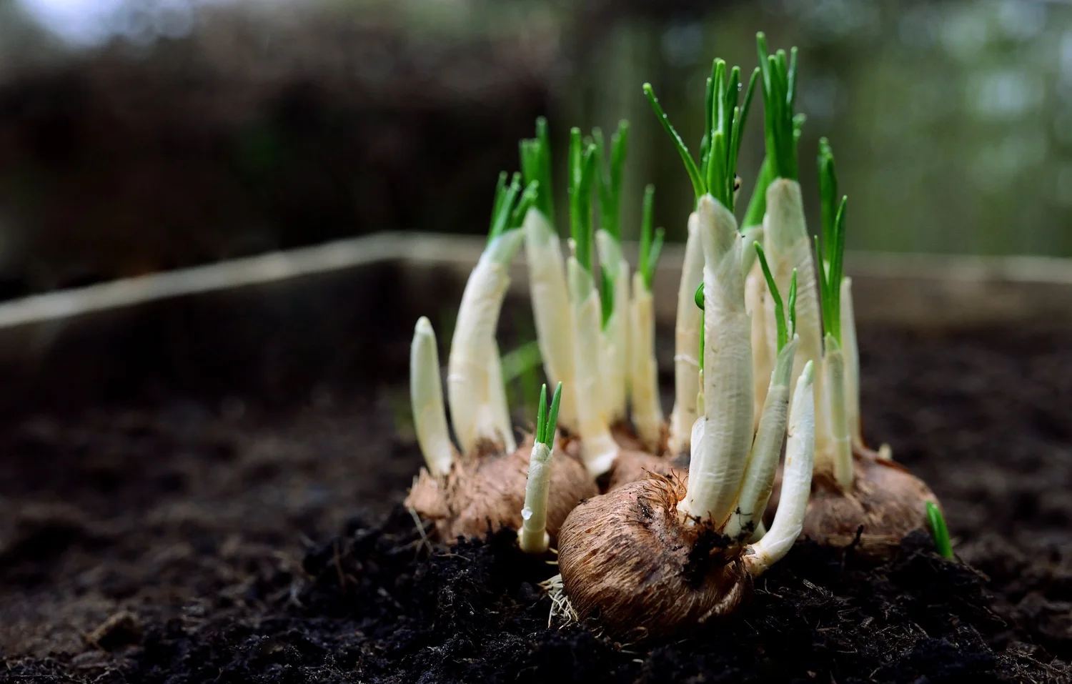 Ep. 389 | Plant These Spring Blooming Bulbs NOW! episode artwork