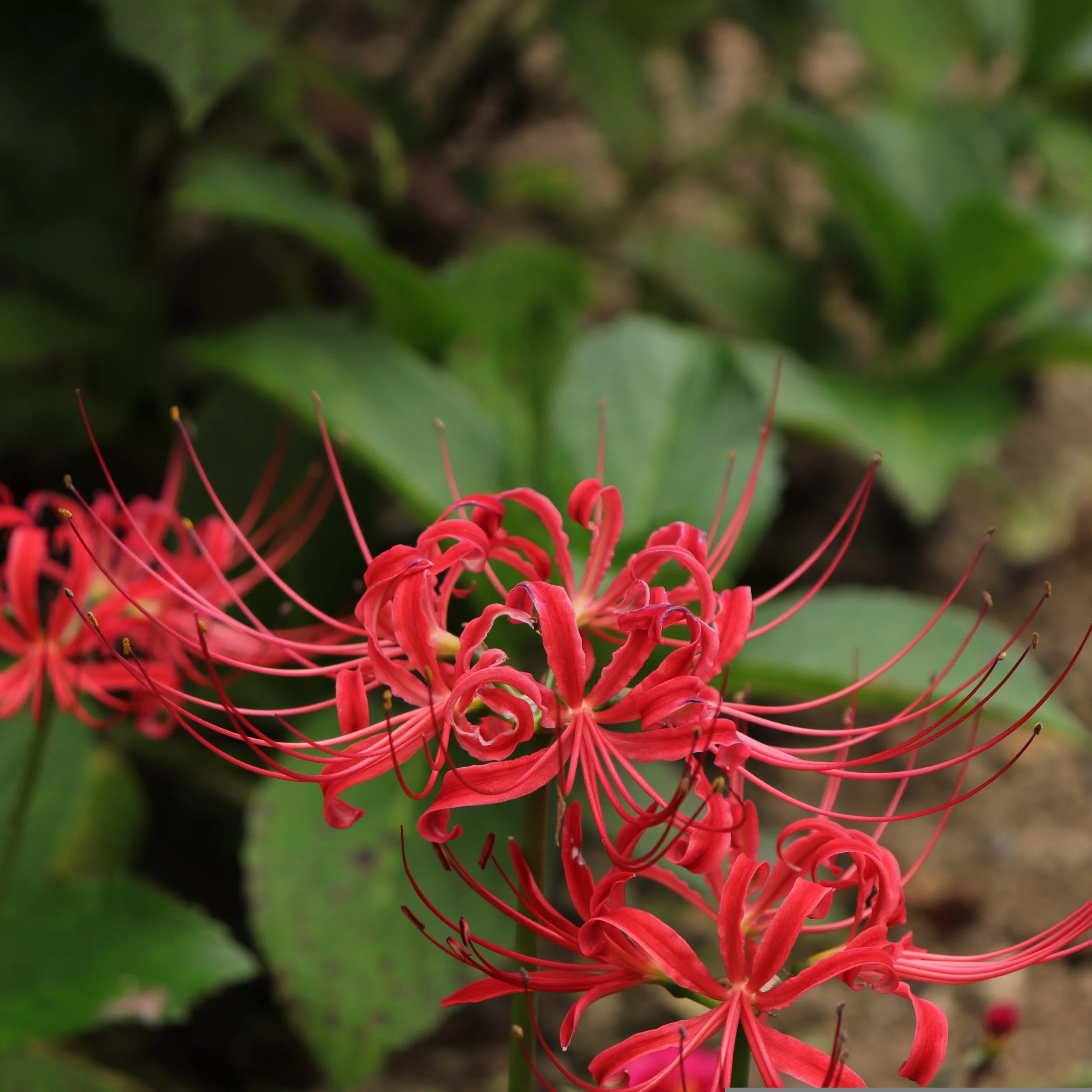 Ep. 391 | 3 Plants That Make Autumn Glow