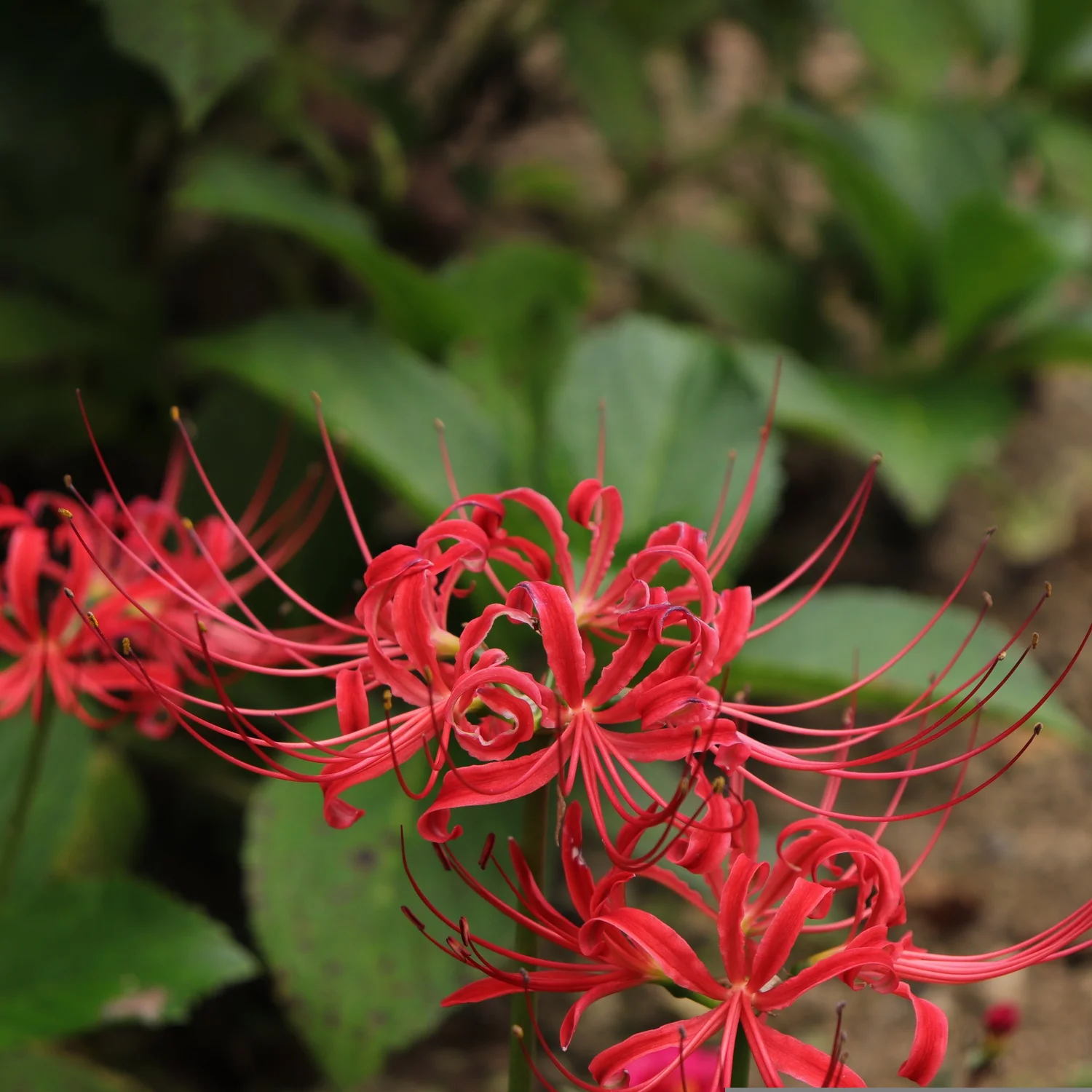Ep. 391 | 3 Plants That Make Autumn Glow episode artwork