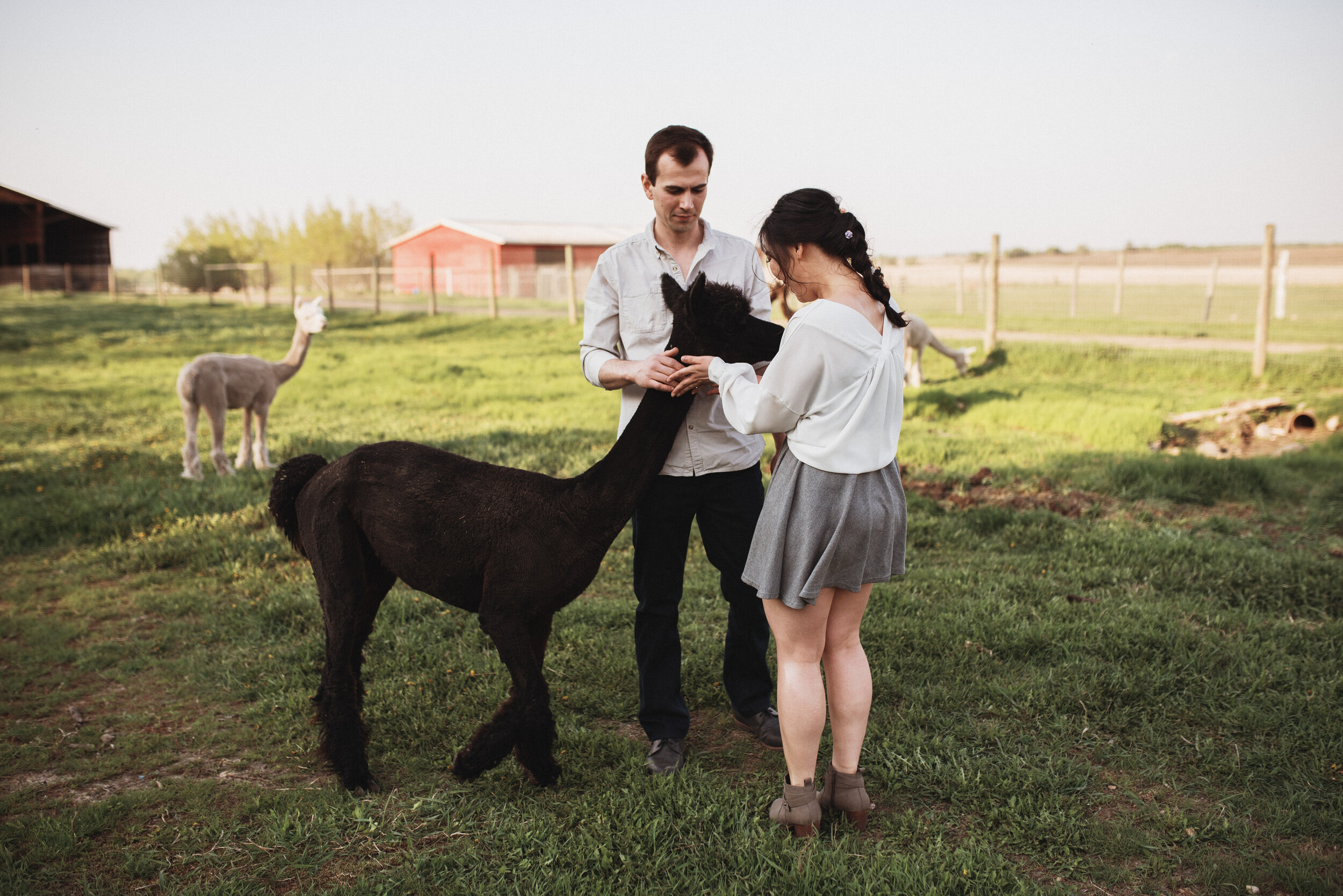 Alpaca Farm Engagement Session