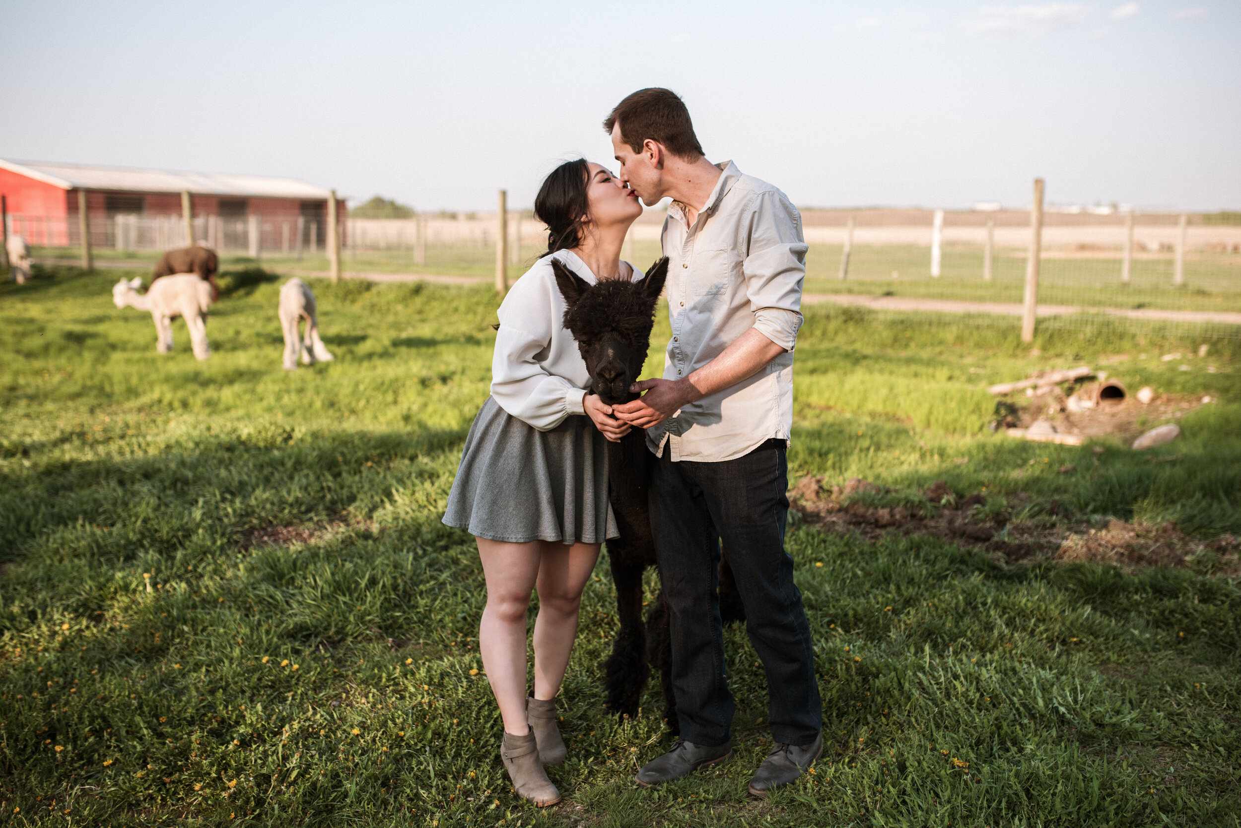 Alpaca Engagement Session