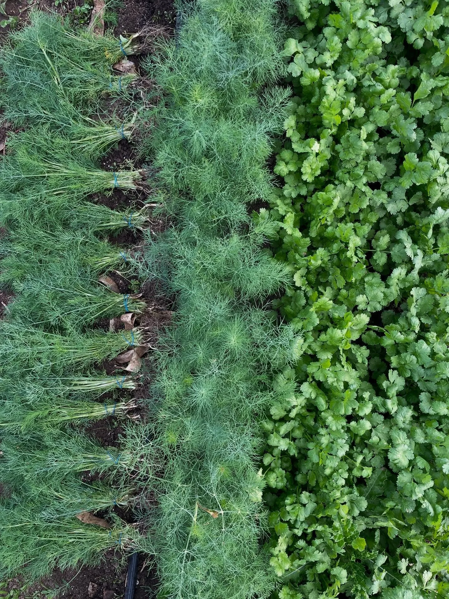 Fresh herbs have been one of the biggest delights on the farm this year! Herbs like dill and cilantro have always eluded me as a grower, but this year, we&rsquo;ve had some beautiful successions thanks to the paper-pot! Annnnd I love any crop that vi