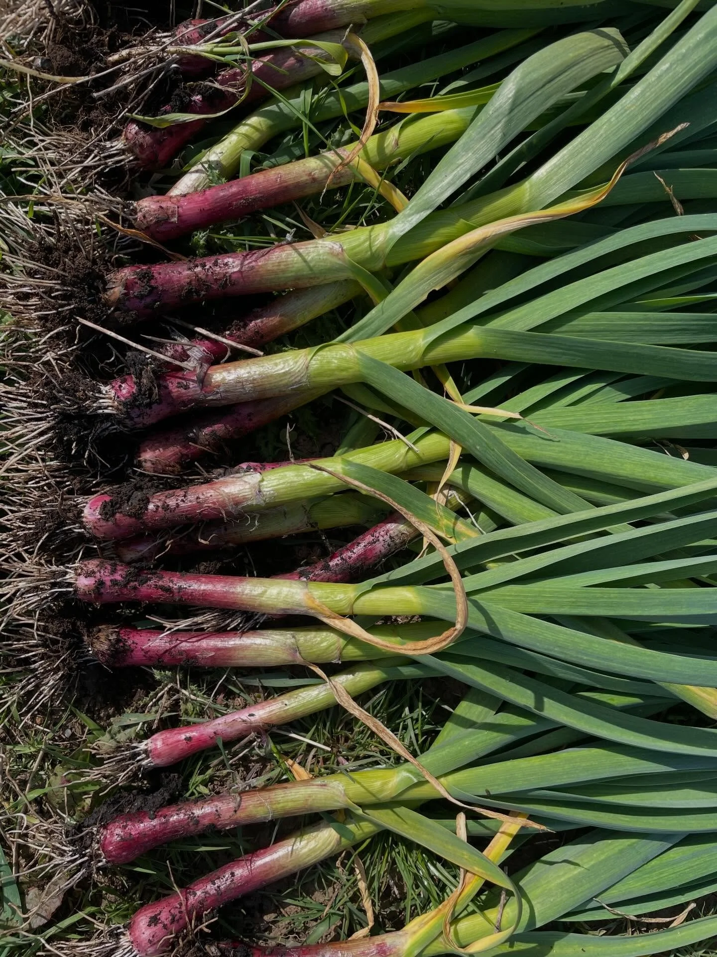 Green garlic, but make it pink 💅&nbsp;

Our 2026 season ramping up! This is the time of year packed with long days, sore bodies, and homemade pizza nights with friends, topped with fresh and vibrant veggies from the farm. Life is waking up again! 
&
