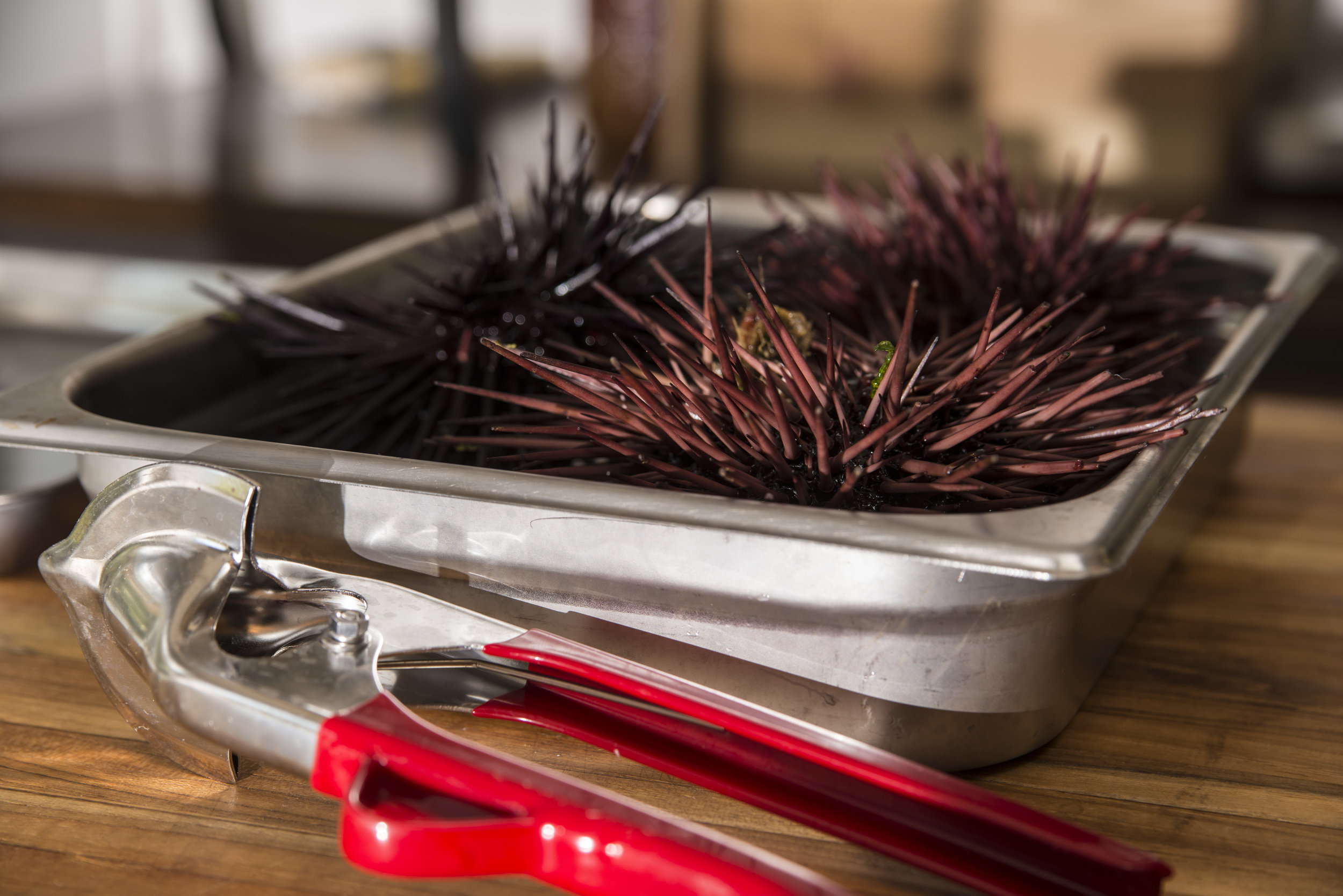 Photo by Fran Collin