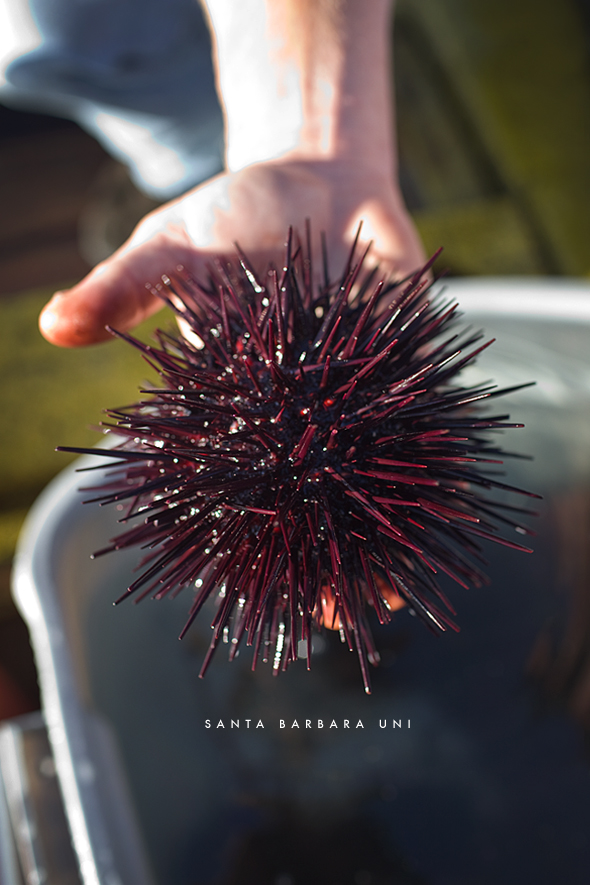 Meet Harry Urchin the Uni Diver - Eat Drink & Be Merry — Sea