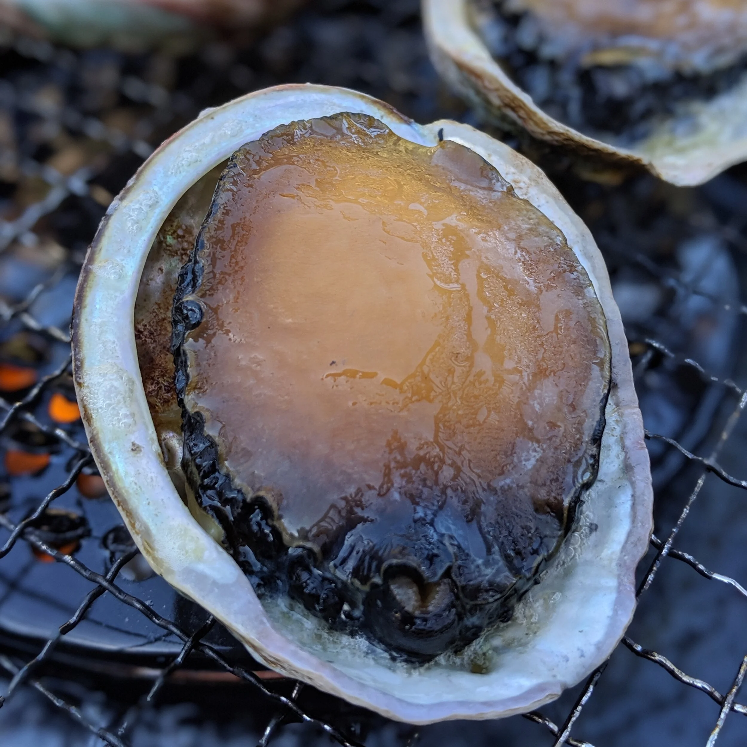 abalone.jpg