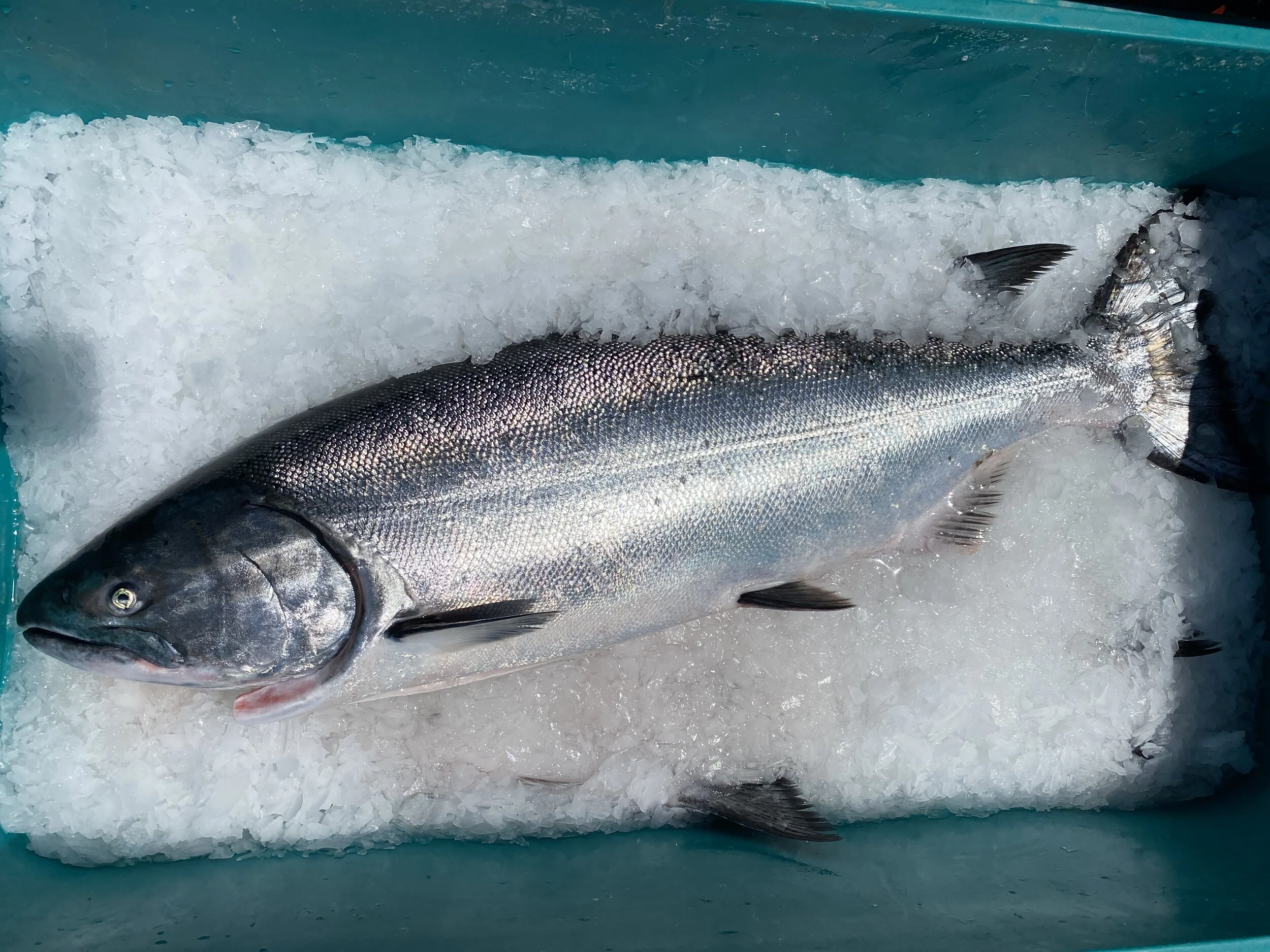 CA.King.salmon.1.jpg