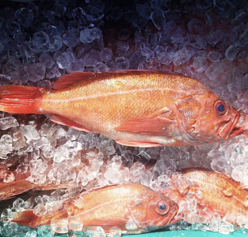 rockfish.jpg