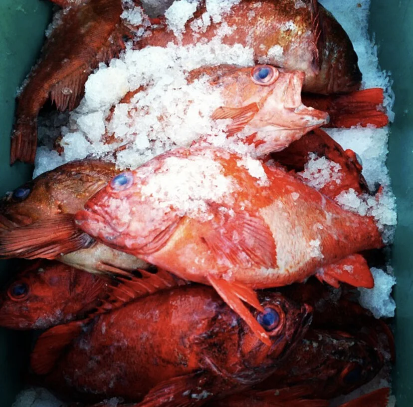 rockfish3.jpg