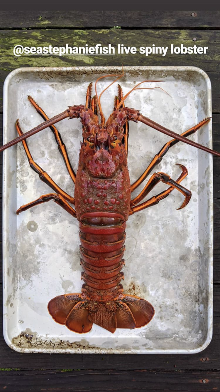 lobster2.PNG